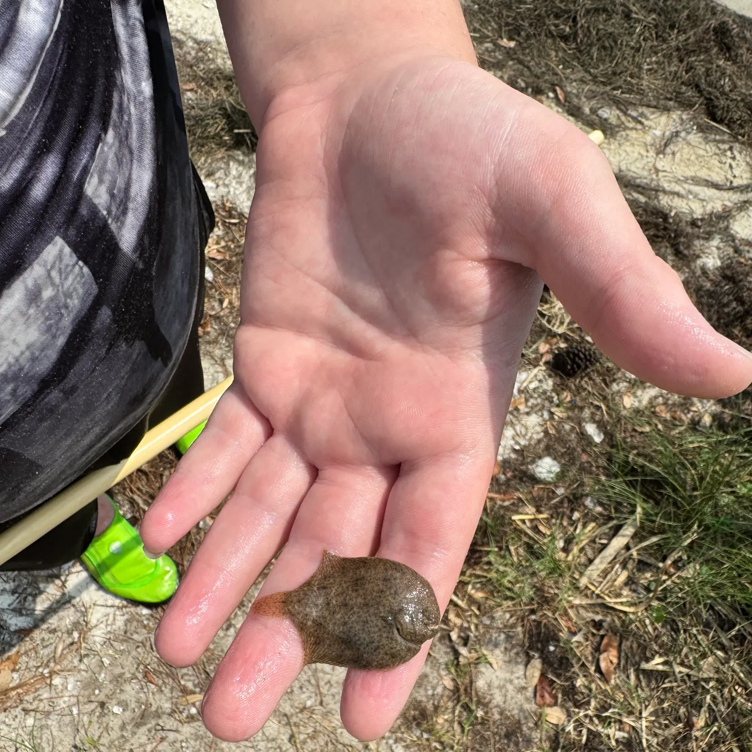 The most recent Hogchoker catches on Fishbrain