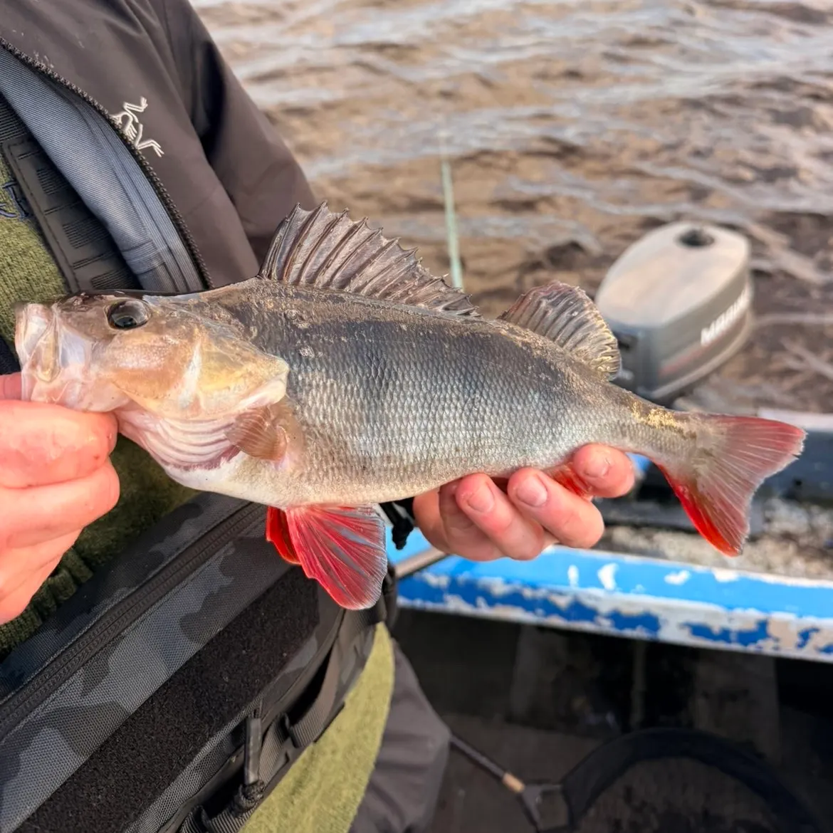 European perch caught on Fishbrain