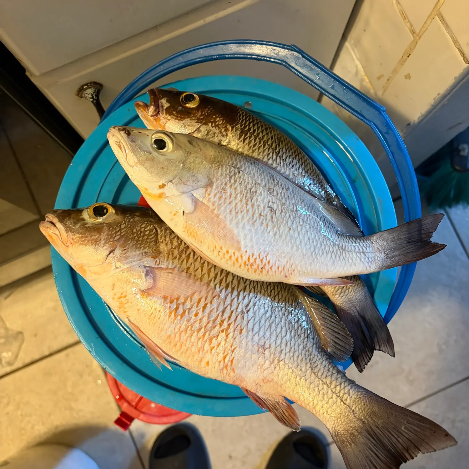 Mangrove snapper caught on Fishbrain