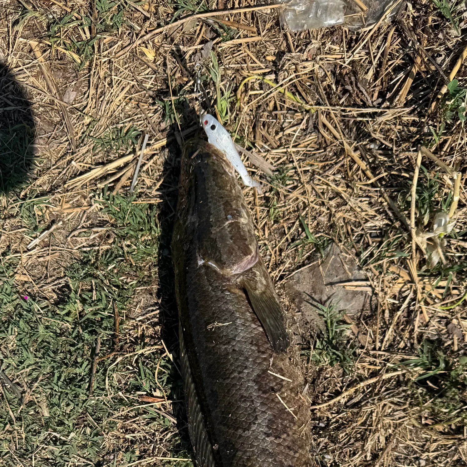 The most recent Northern snakehead catches on Fishbrain