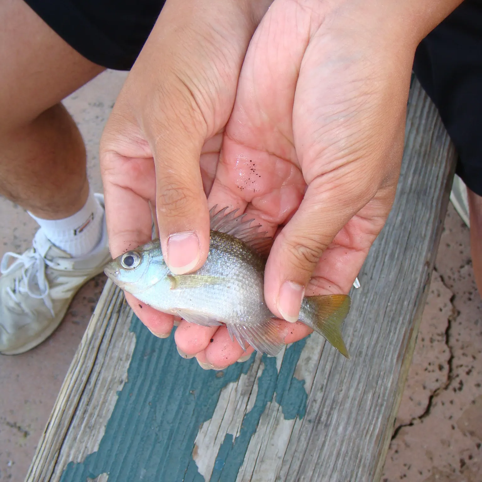 The most recent Bluegill catches on Fishbrain