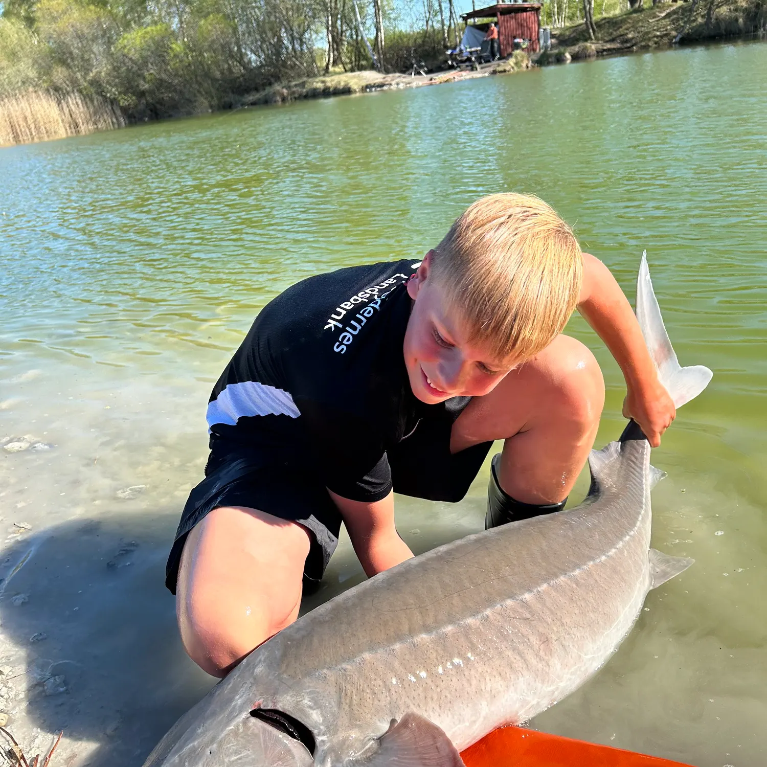 The most recent Siberian sturgeon catches on Fishbrain