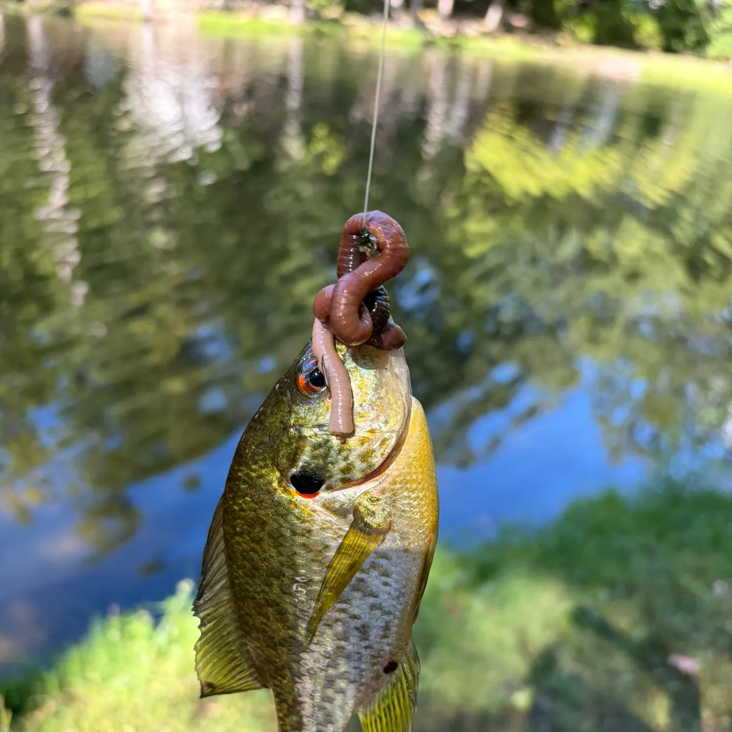 Redear sunfish caught on Fishbrain
