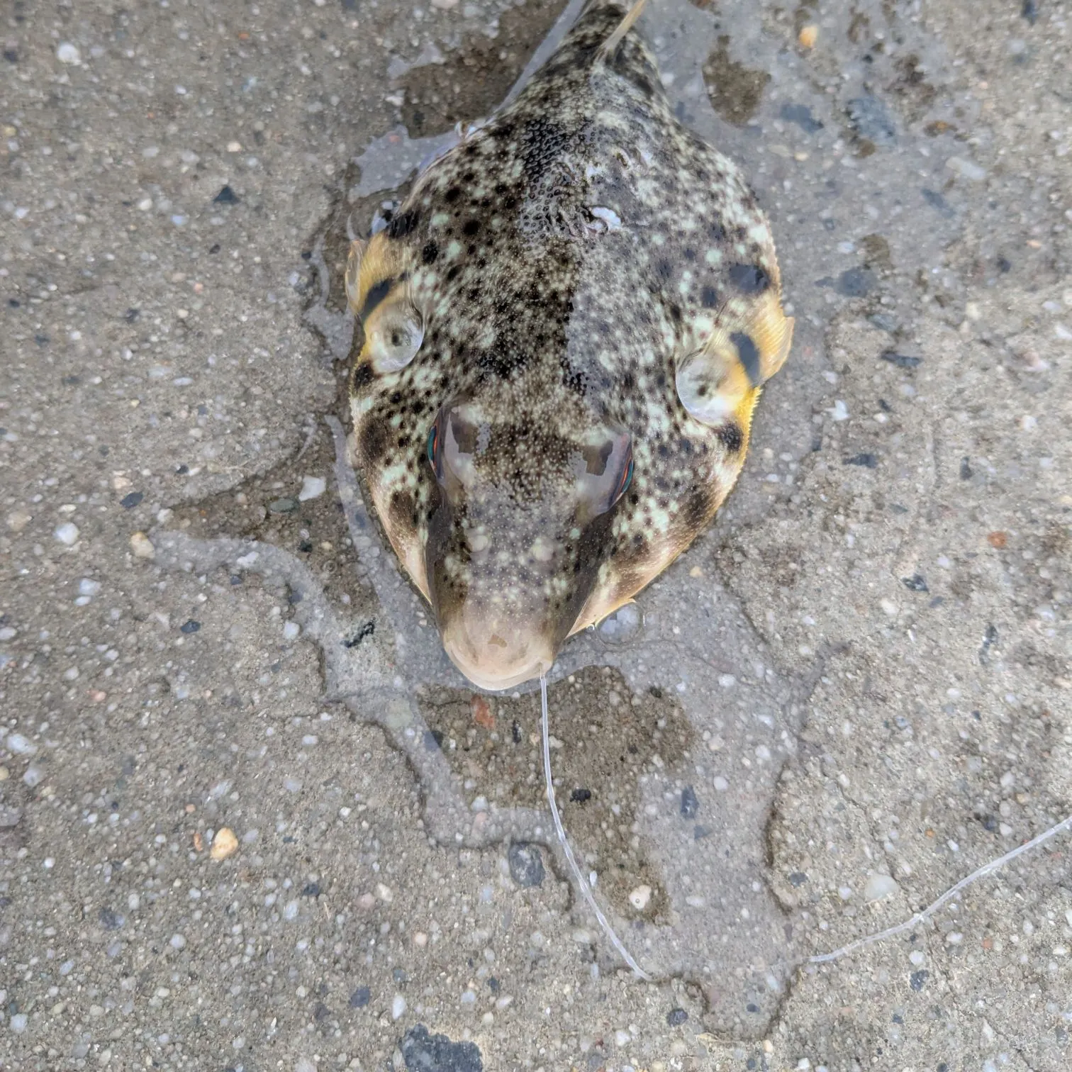 The most recent Northern puffer catches on Fishbrain