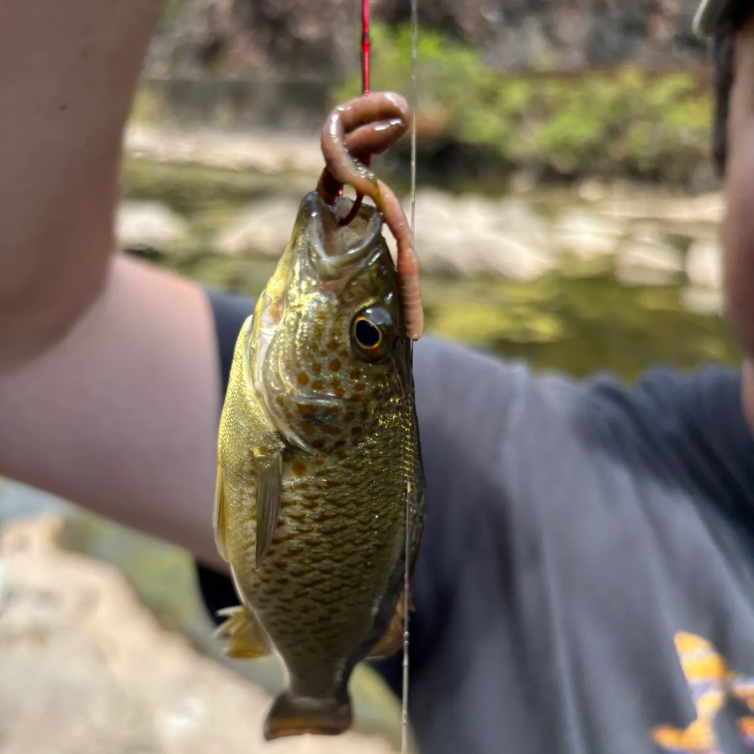 Australian bass caught on Fishbrain