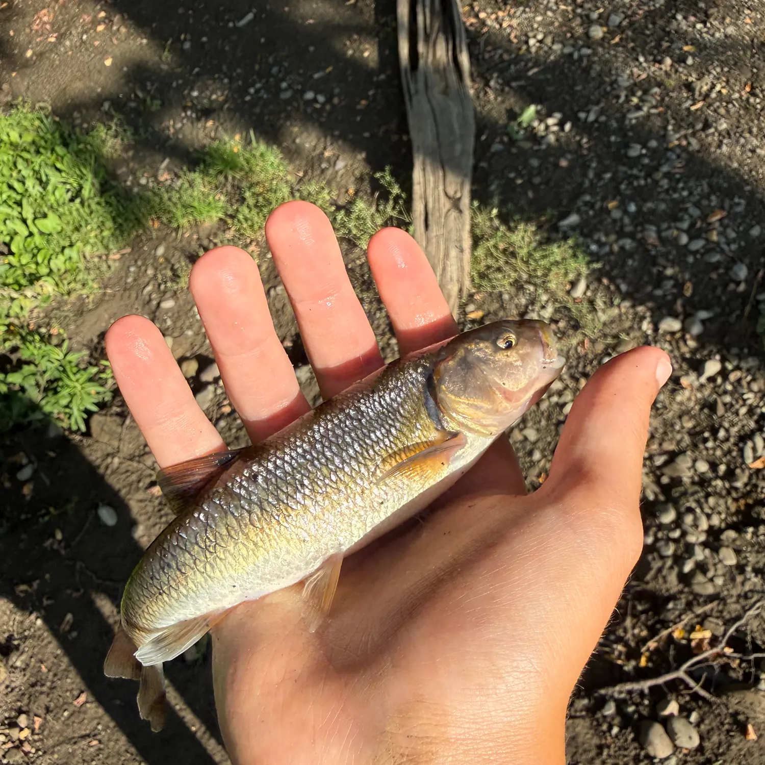 Creek chub caught on Fishbrain