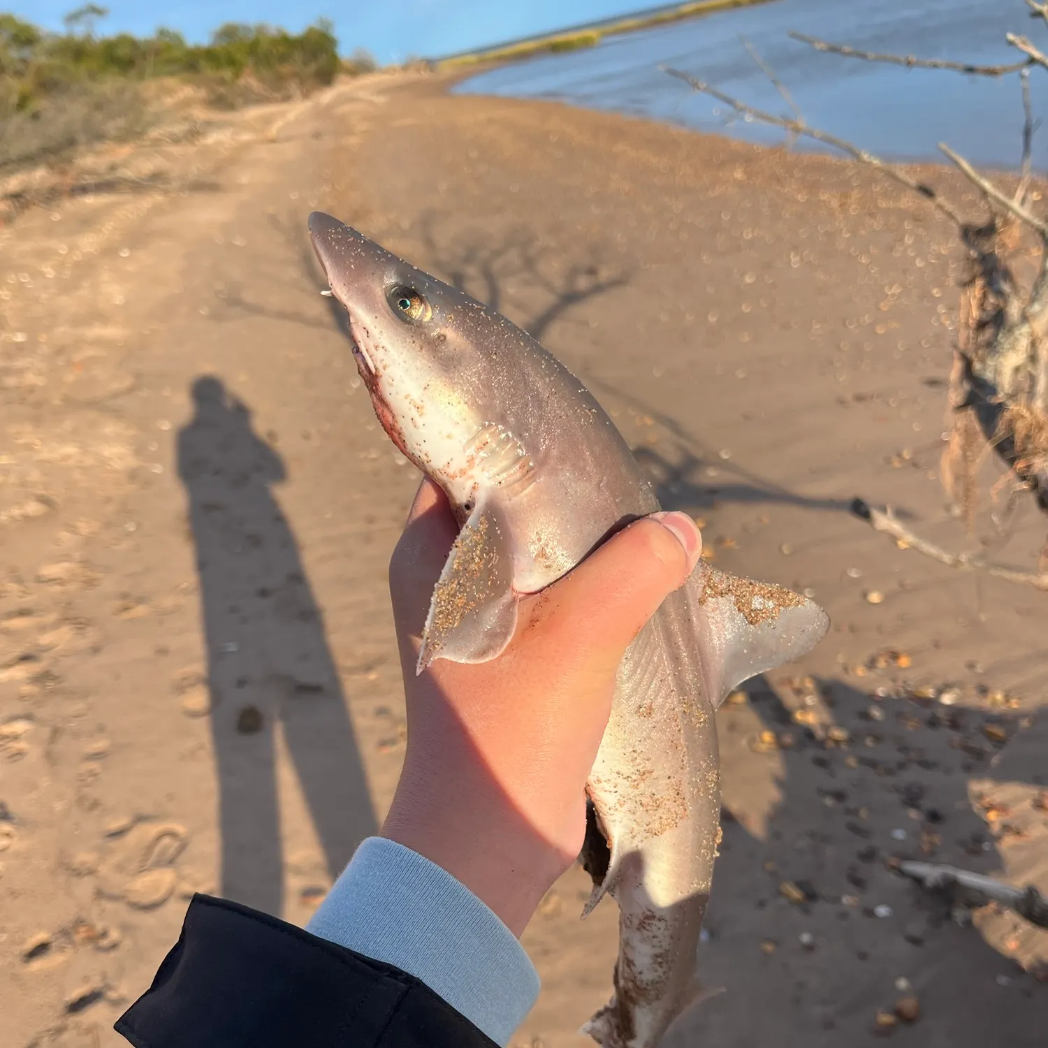 Dusky smooth-hound caught on Fishbrain