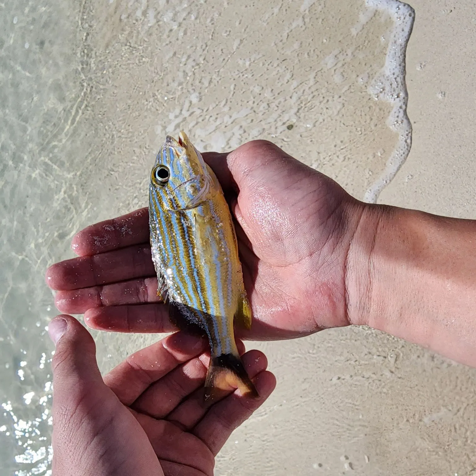 The most recent Bluestriped grunt catches on Fishbrain