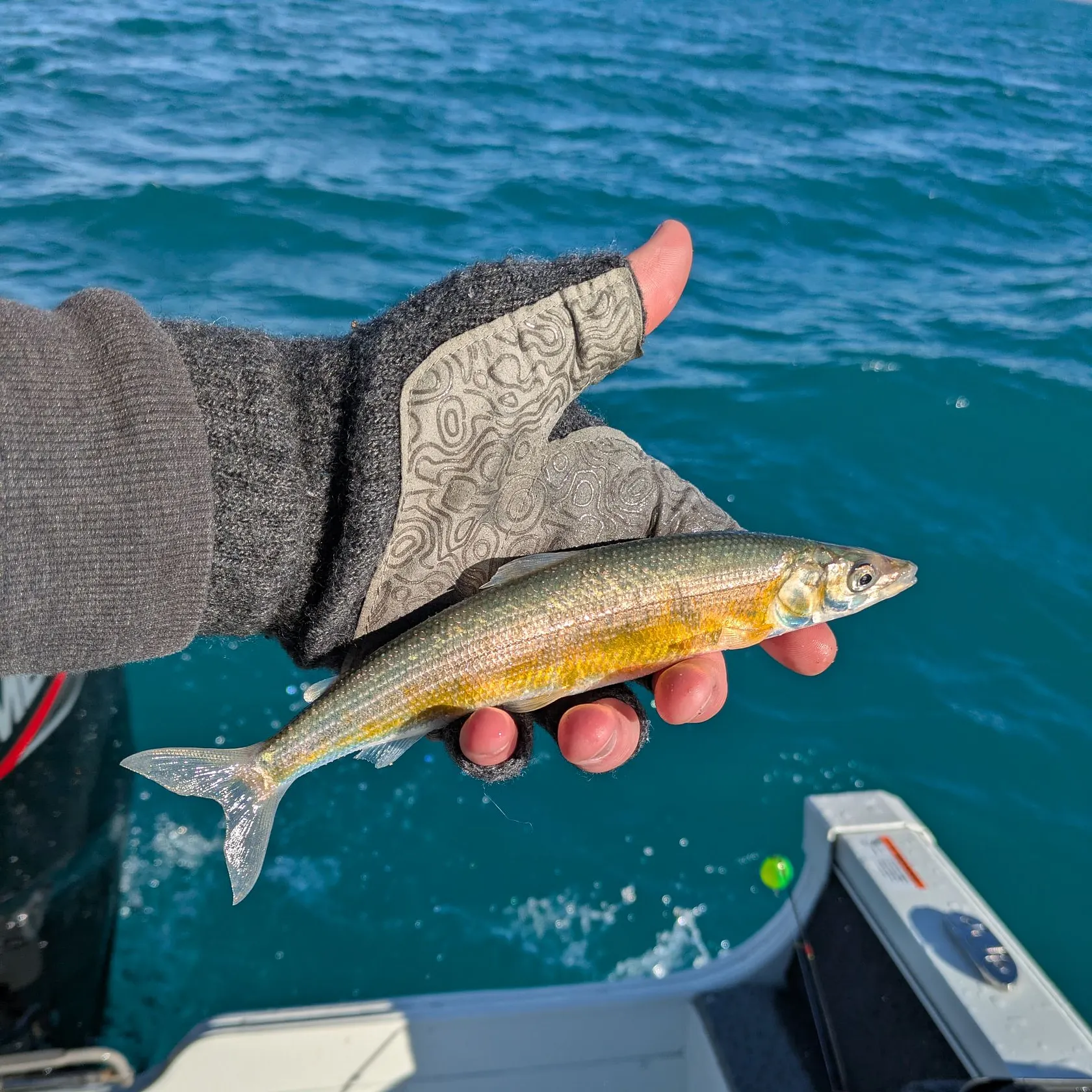 The most recent Bonneville cisco catches on Fishbrain