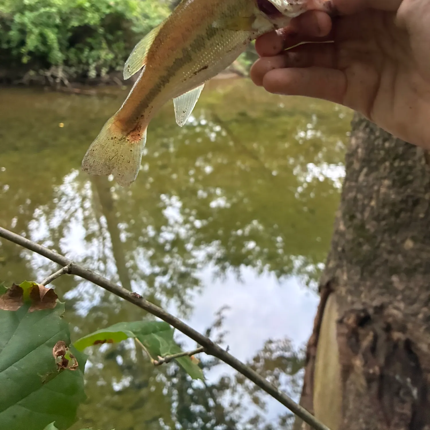 Largemouth bass caught on Fishbrain