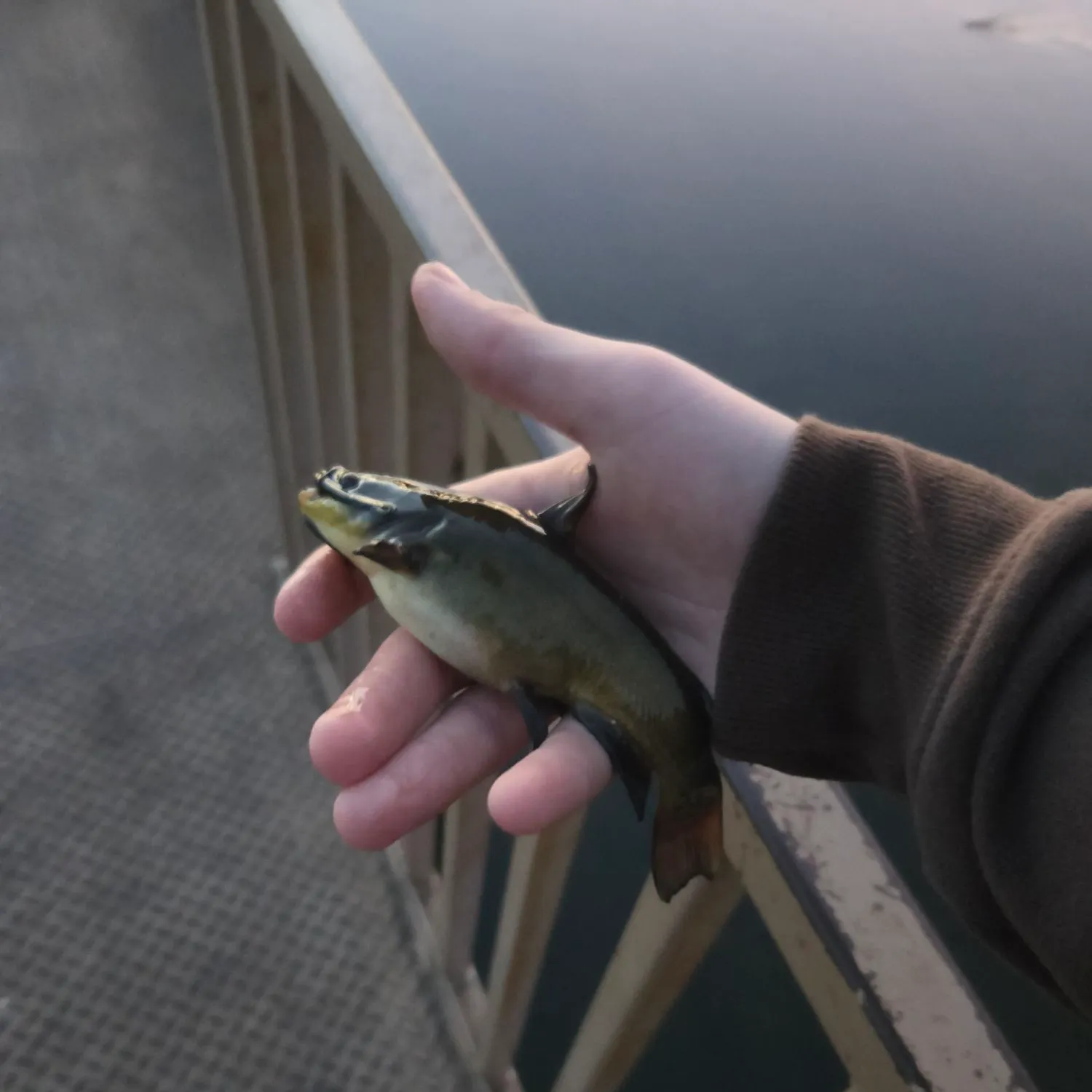 Black bullhead caught on Fishbrain