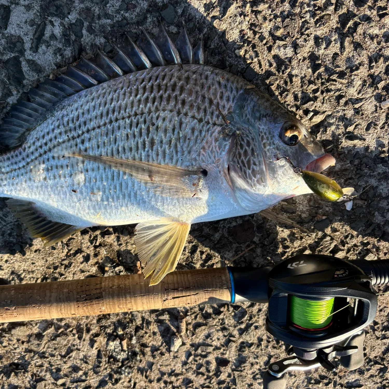 recently logged catches