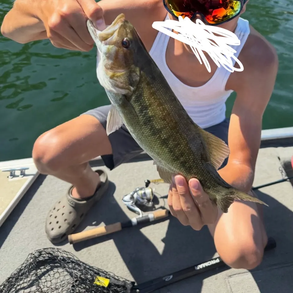 The most recent Meanmouth bass catches on Fishbrain