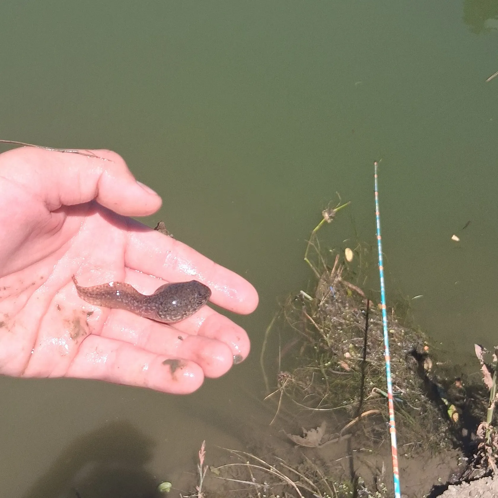 The most recent Tadpole whiptail catches on Fishbrain
