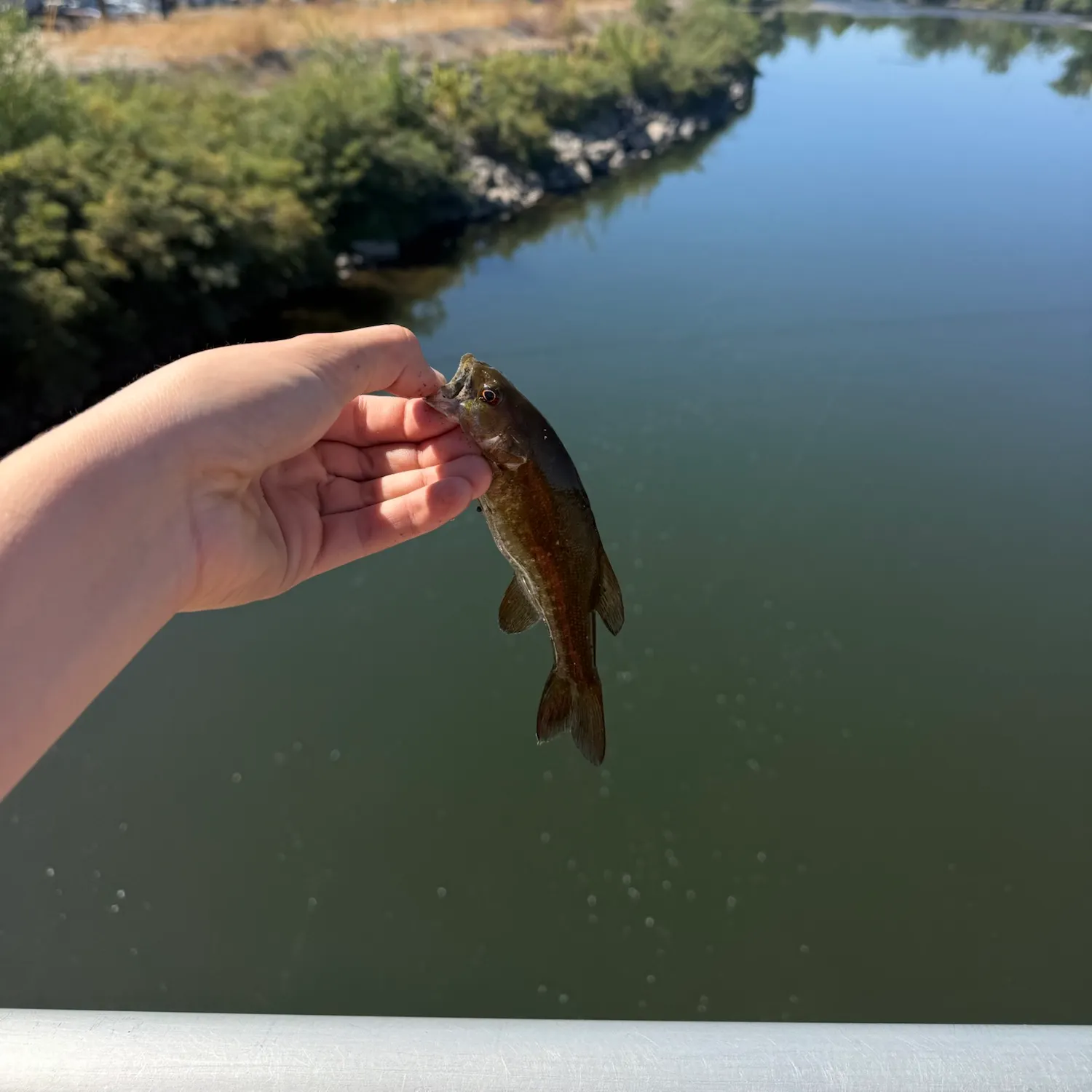 Fish caught on Fishbrain