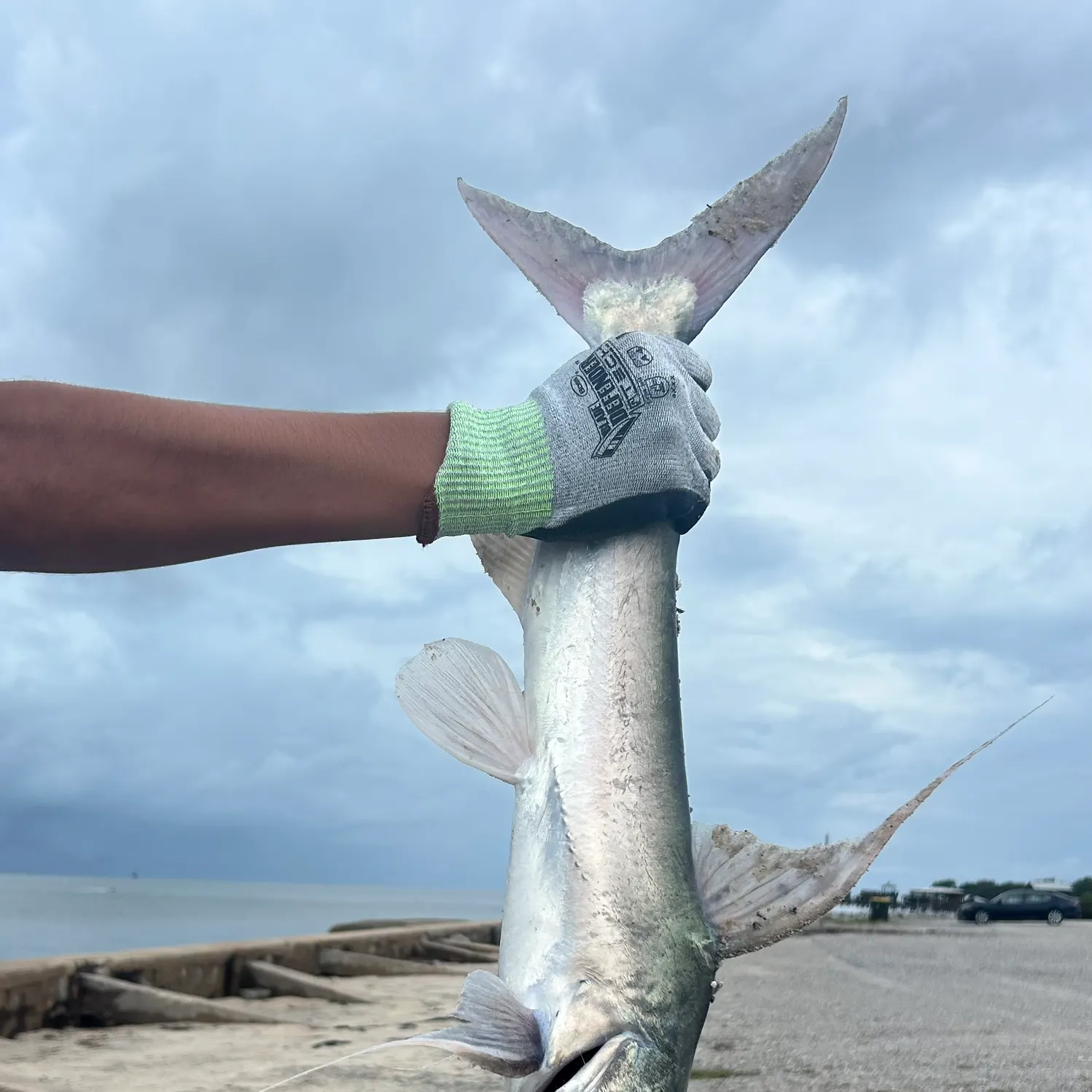 Gafftopsail sea catfish caught on Fishbrain