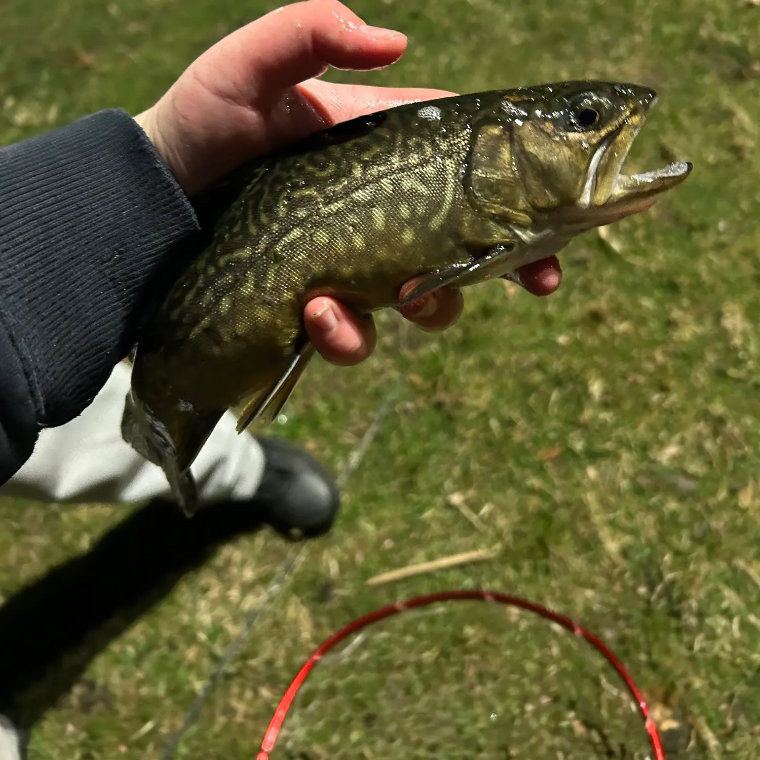 The most recent Tiger trout catches on Fishbrain
