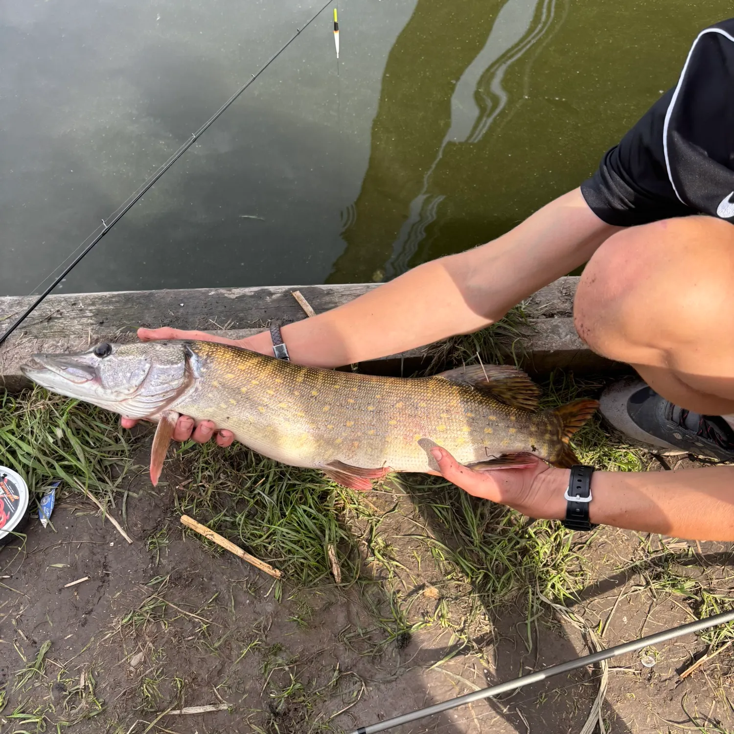 Northern pike caught on Fishbrain