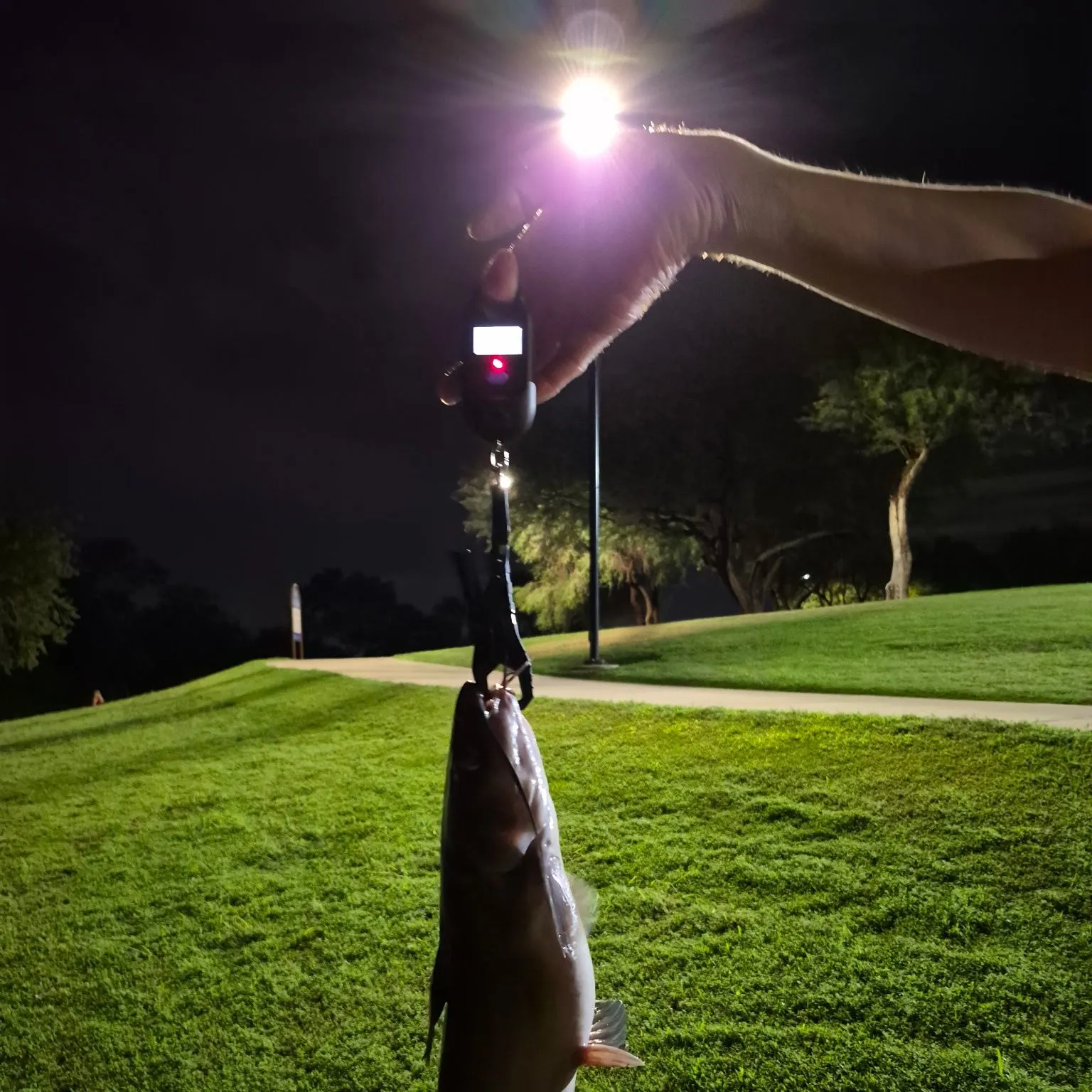 Channel catfish caught on Fishbrain