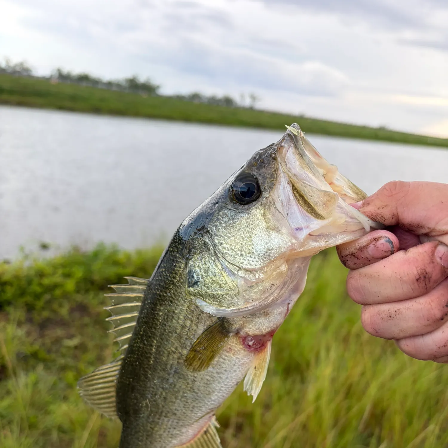 The most recent F1 bass catches on Fishbrain