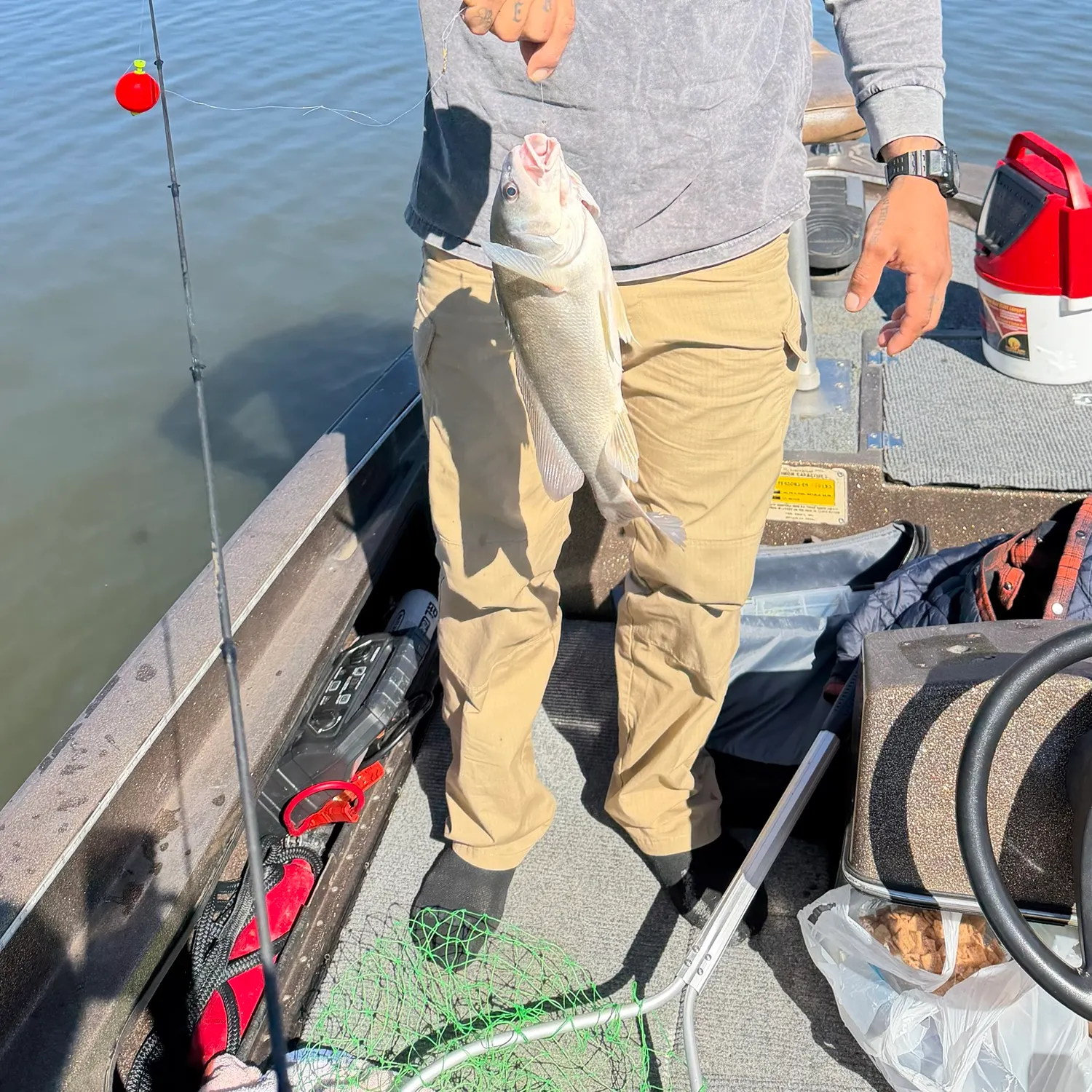 Freshwater drum caught on Fishbrain