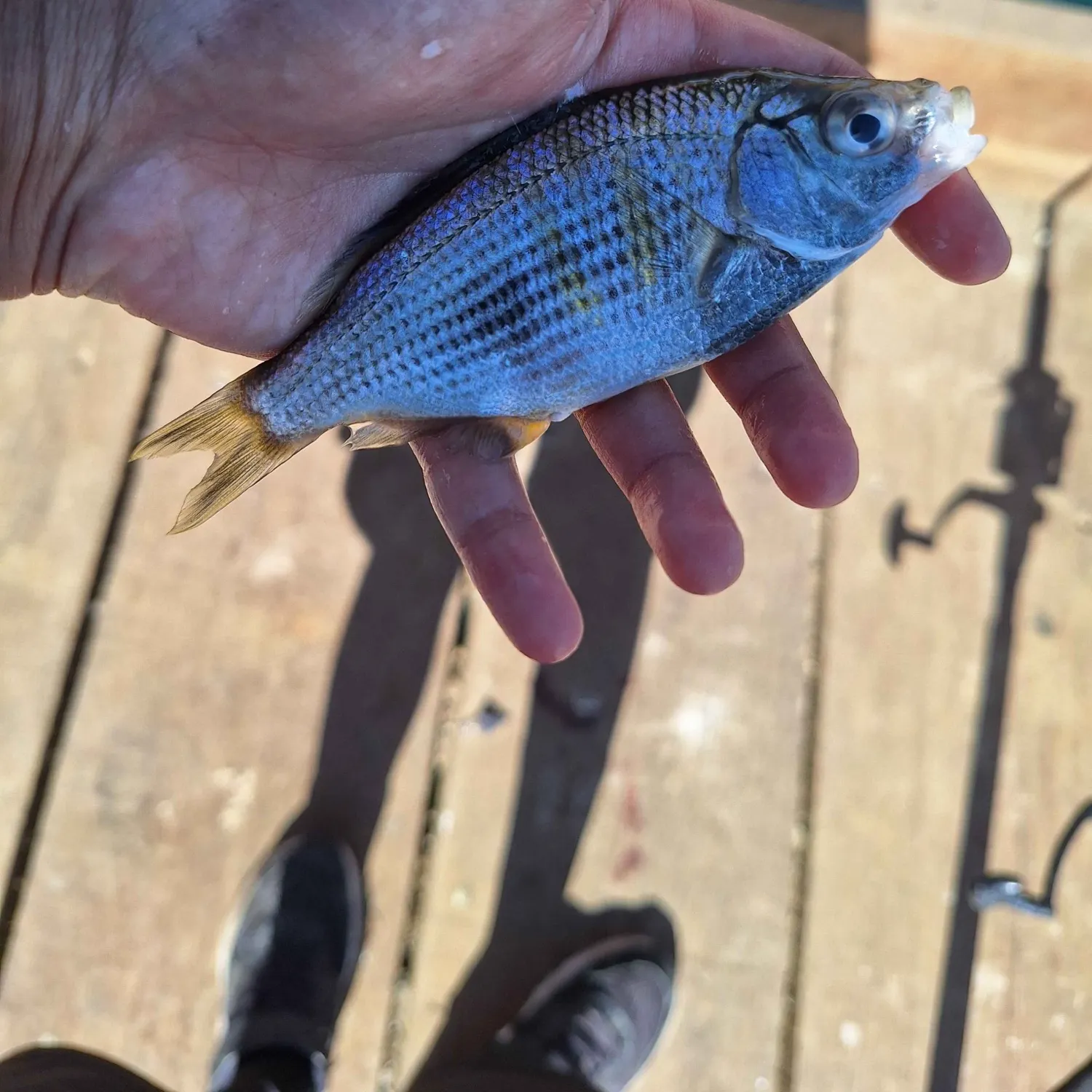 The most recent Shiner perch catches on Fishbrain