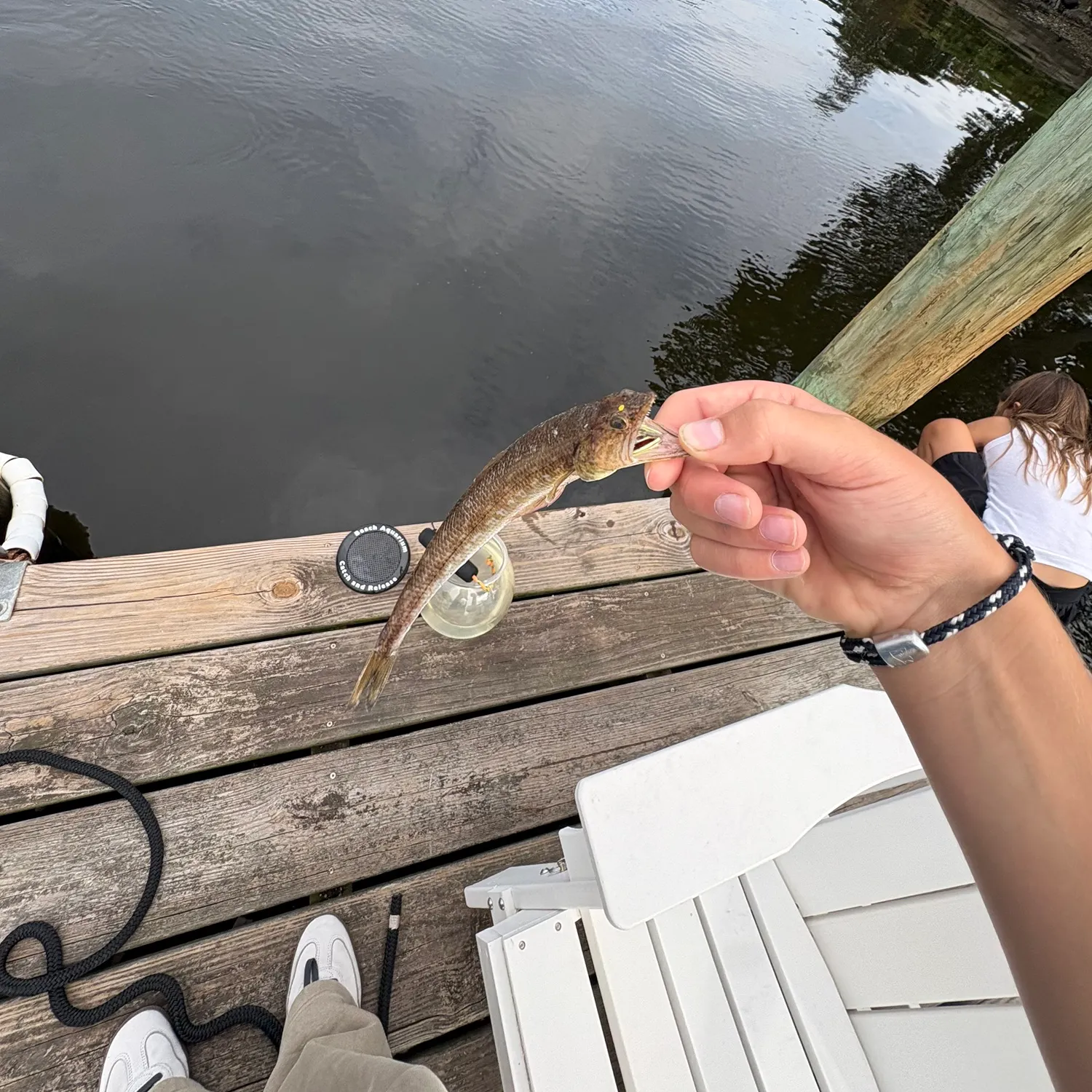 Inshore lizardfish caught on Fishbrain