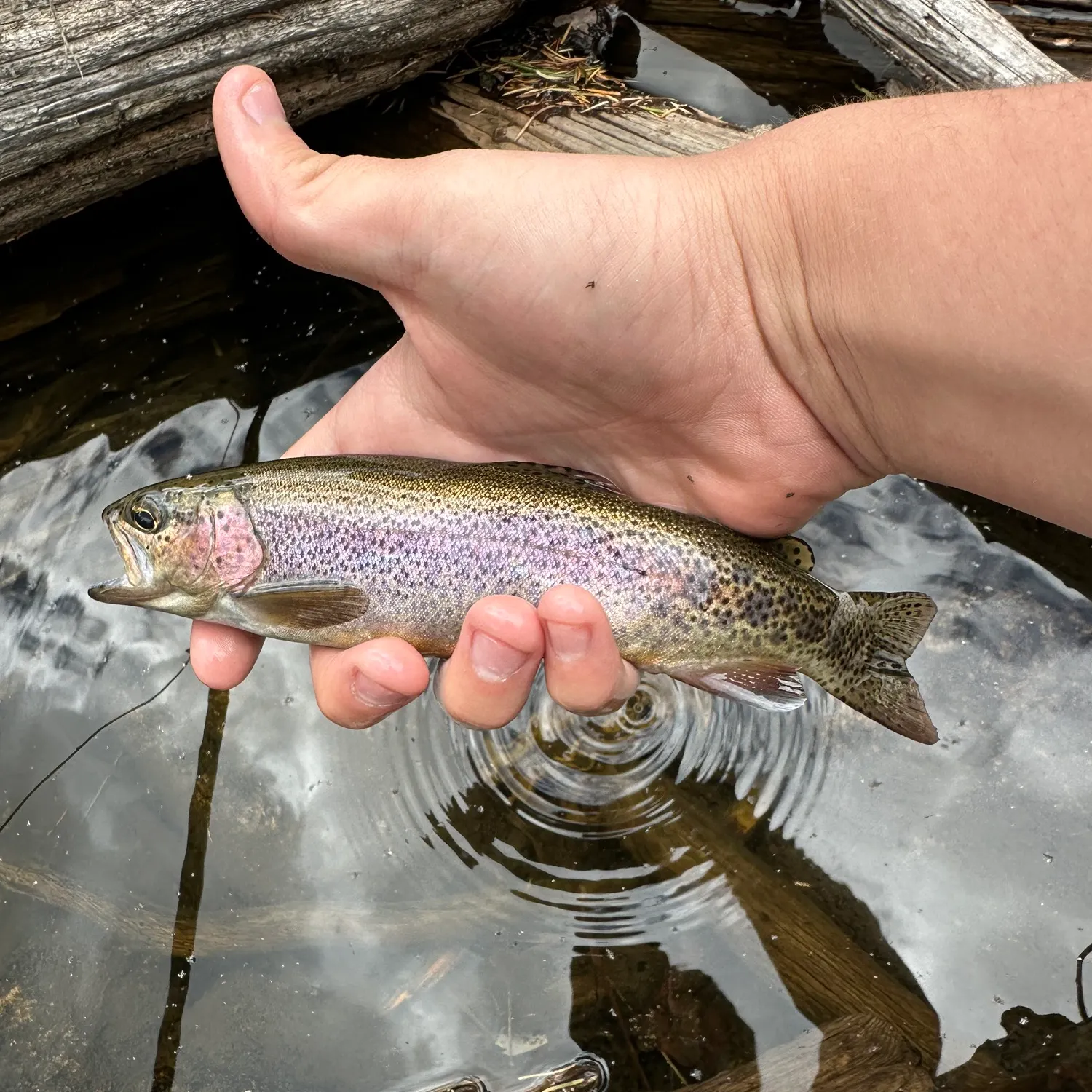Rainbow trout caught on Fishbrain