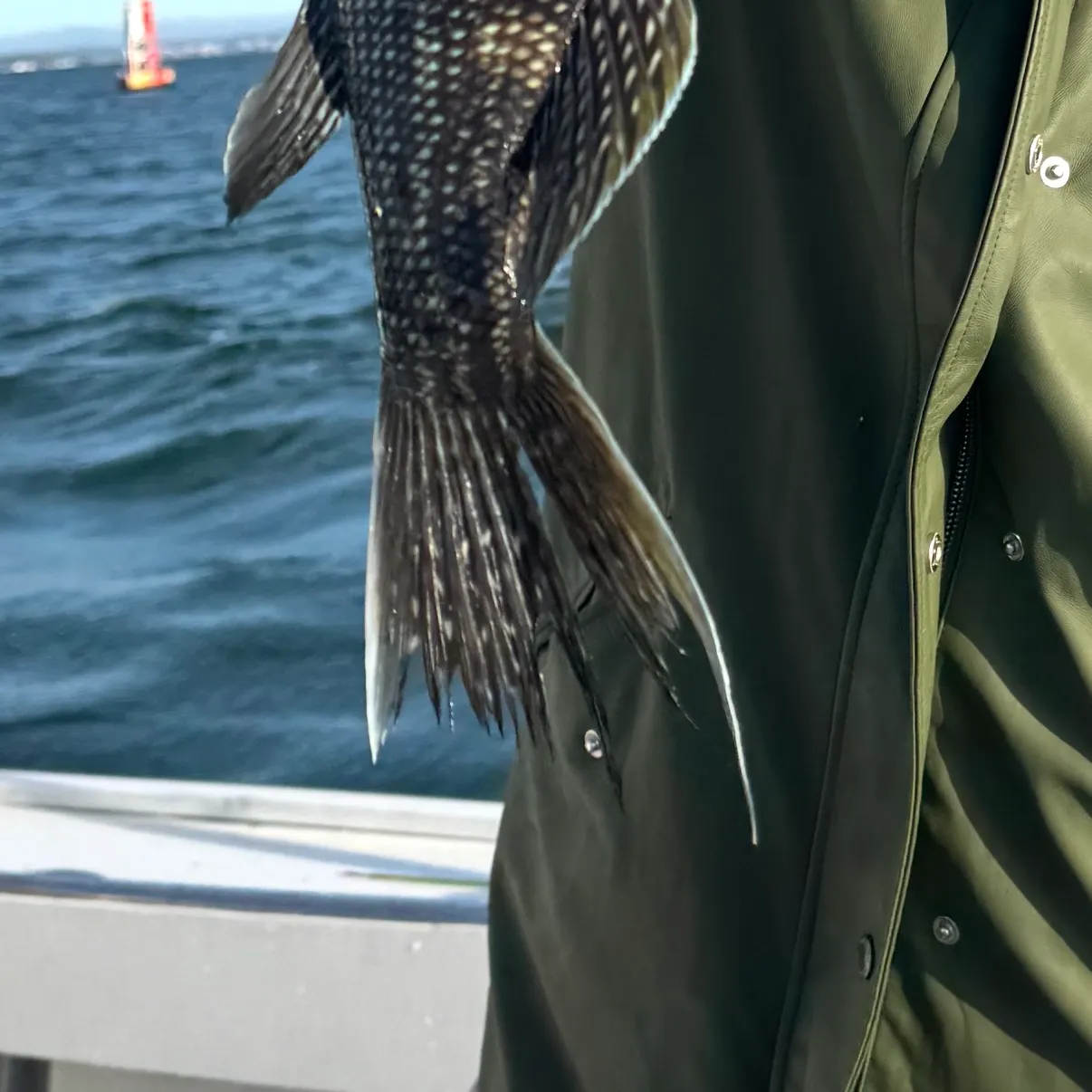 Black sea bass caught on Fishbrain