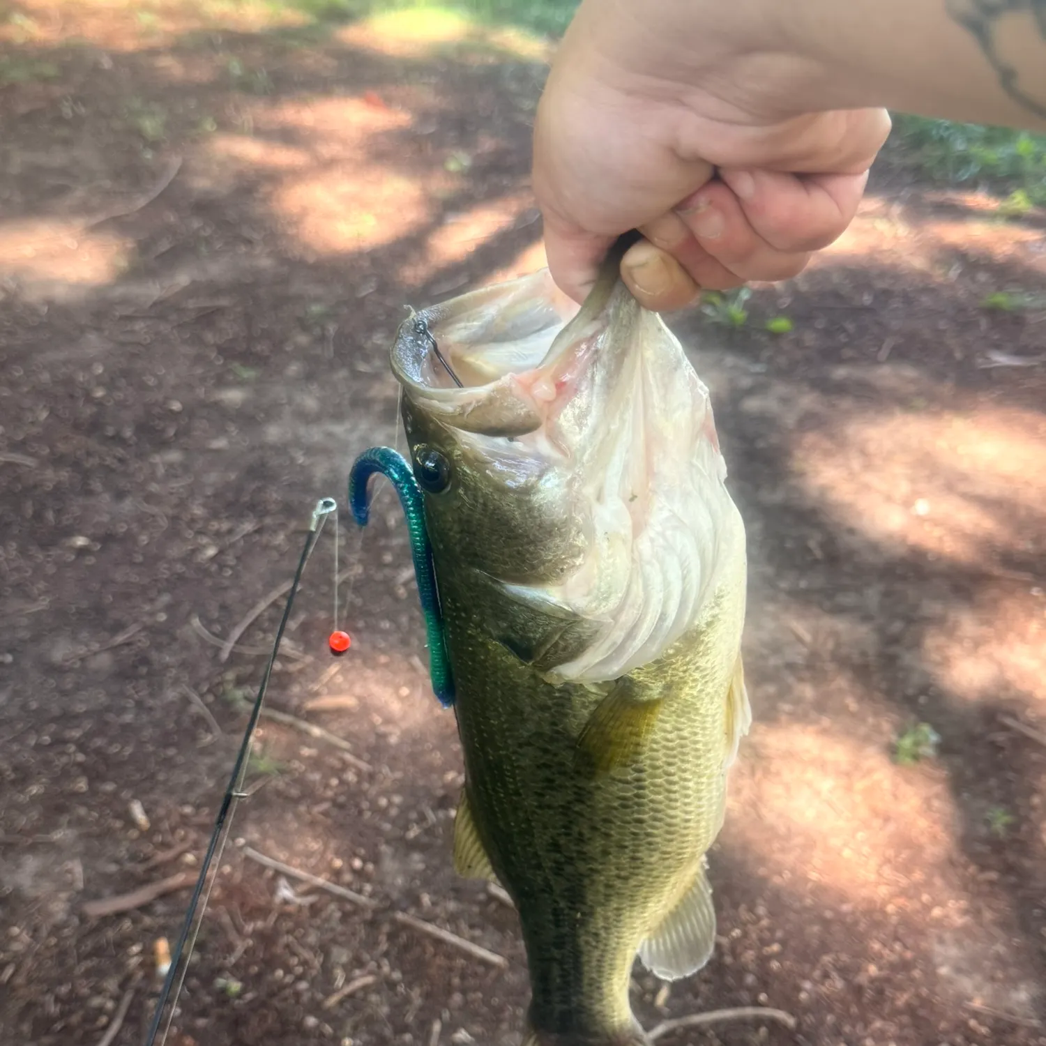 Largemouth bass caught on Fishbrain