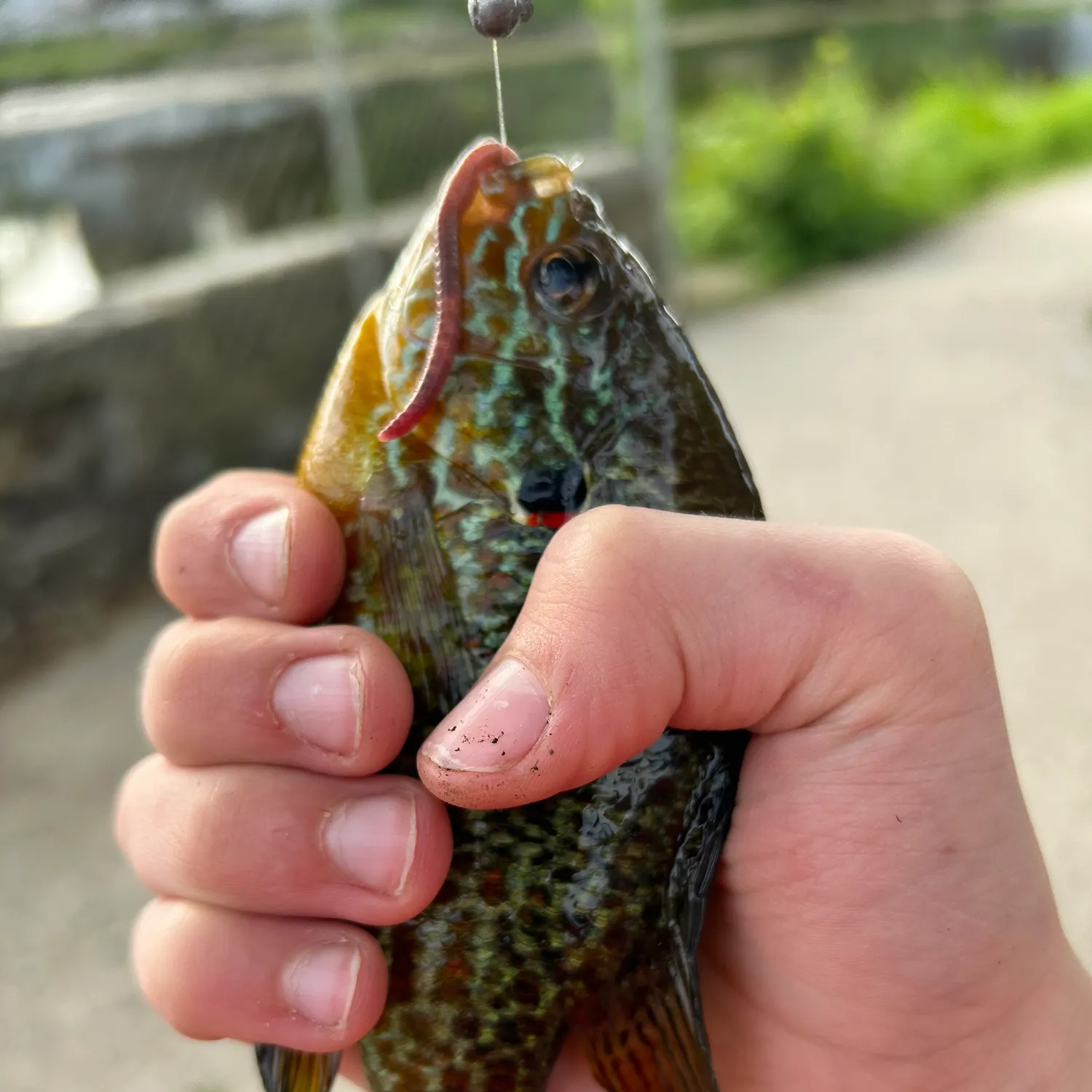 catch