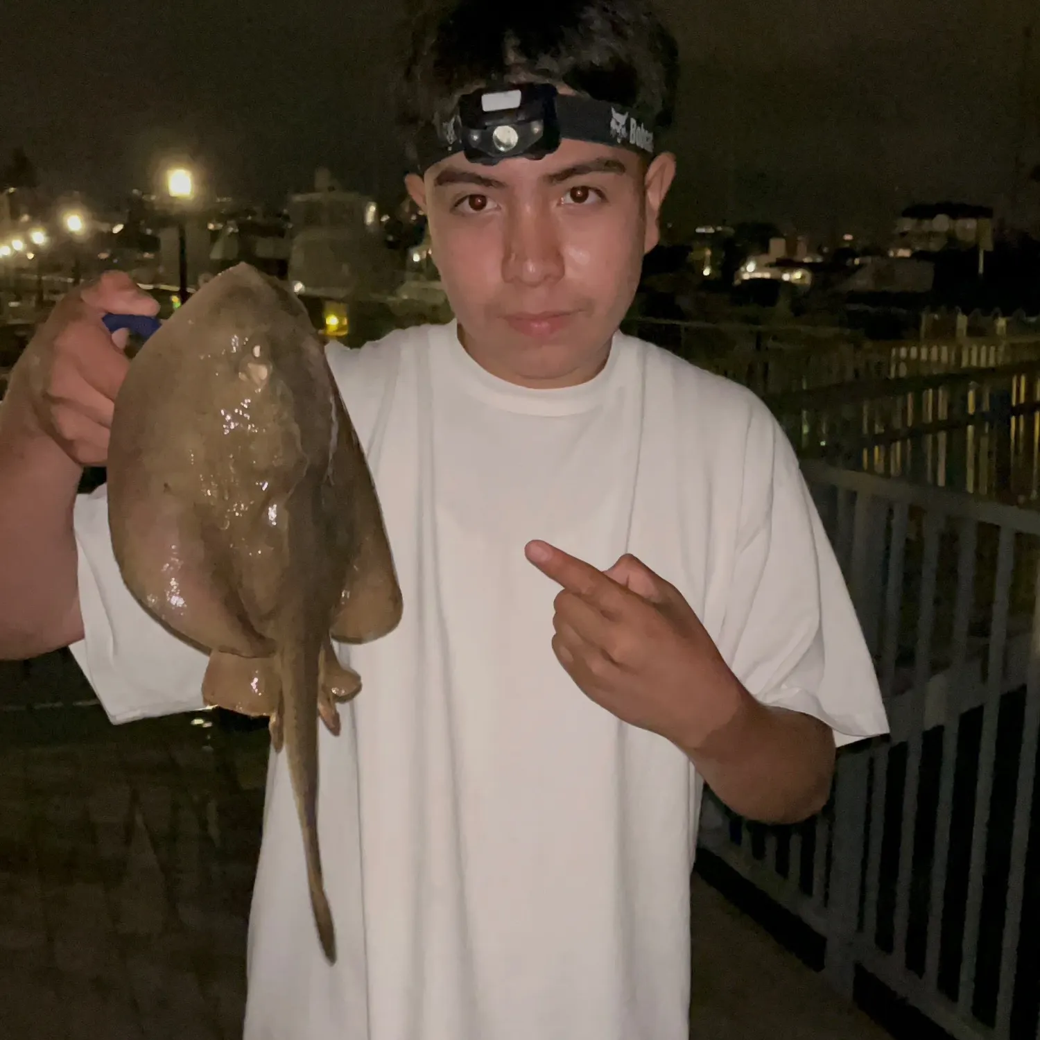 The most recent Haller's round ray catches on Fishbrain