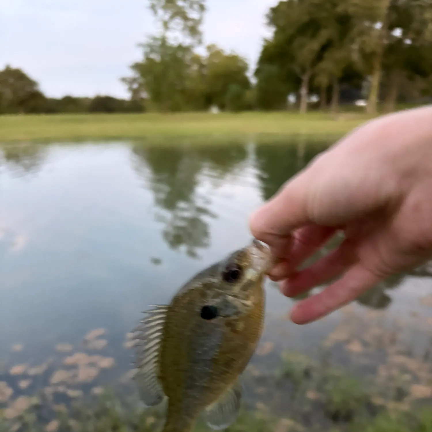 Redear sunfish caught on Fishbrain
