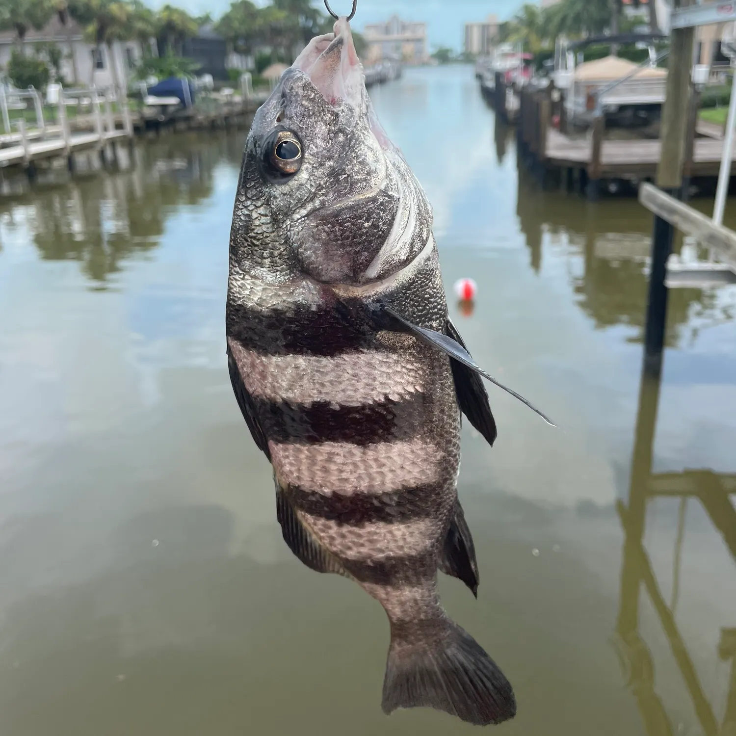 The most recent Black drum catches on Fishbrain