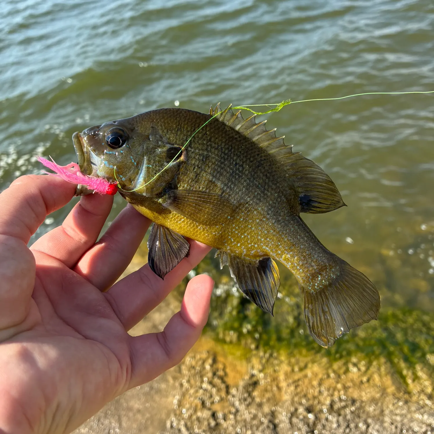 Green sunfish caught on Fishbrain