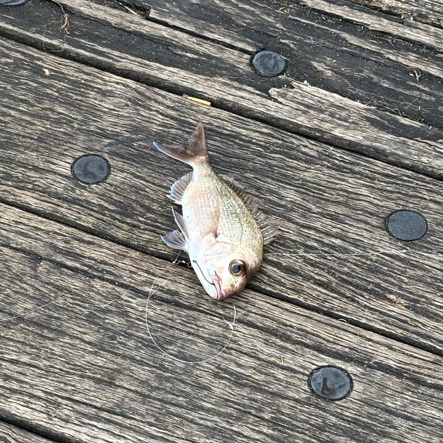 Australasian snapper caught on Fishbrain