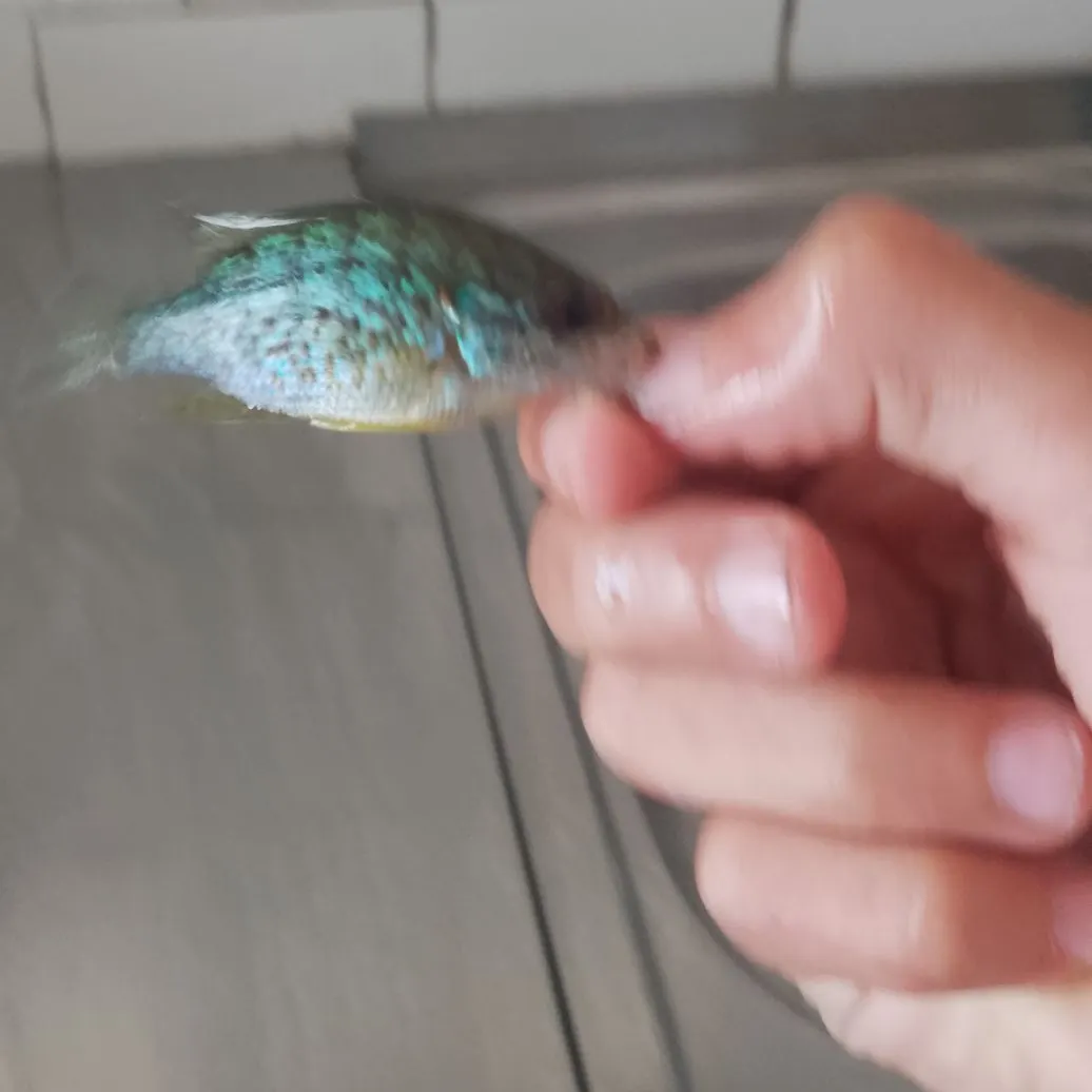 Pumpkinseed x green sunfish caught on Fishbrain