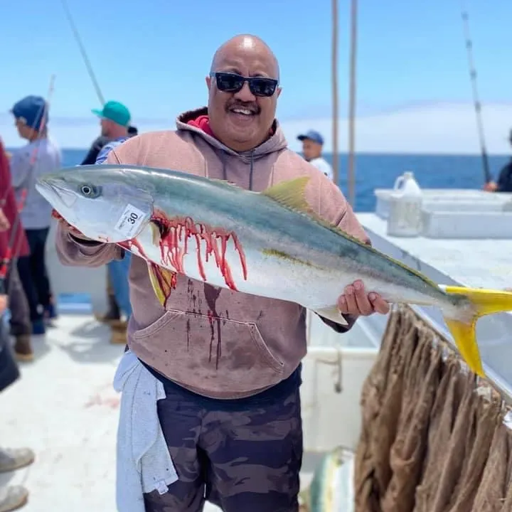 The most recent California yellowtail amberjack catches on Fishbrain