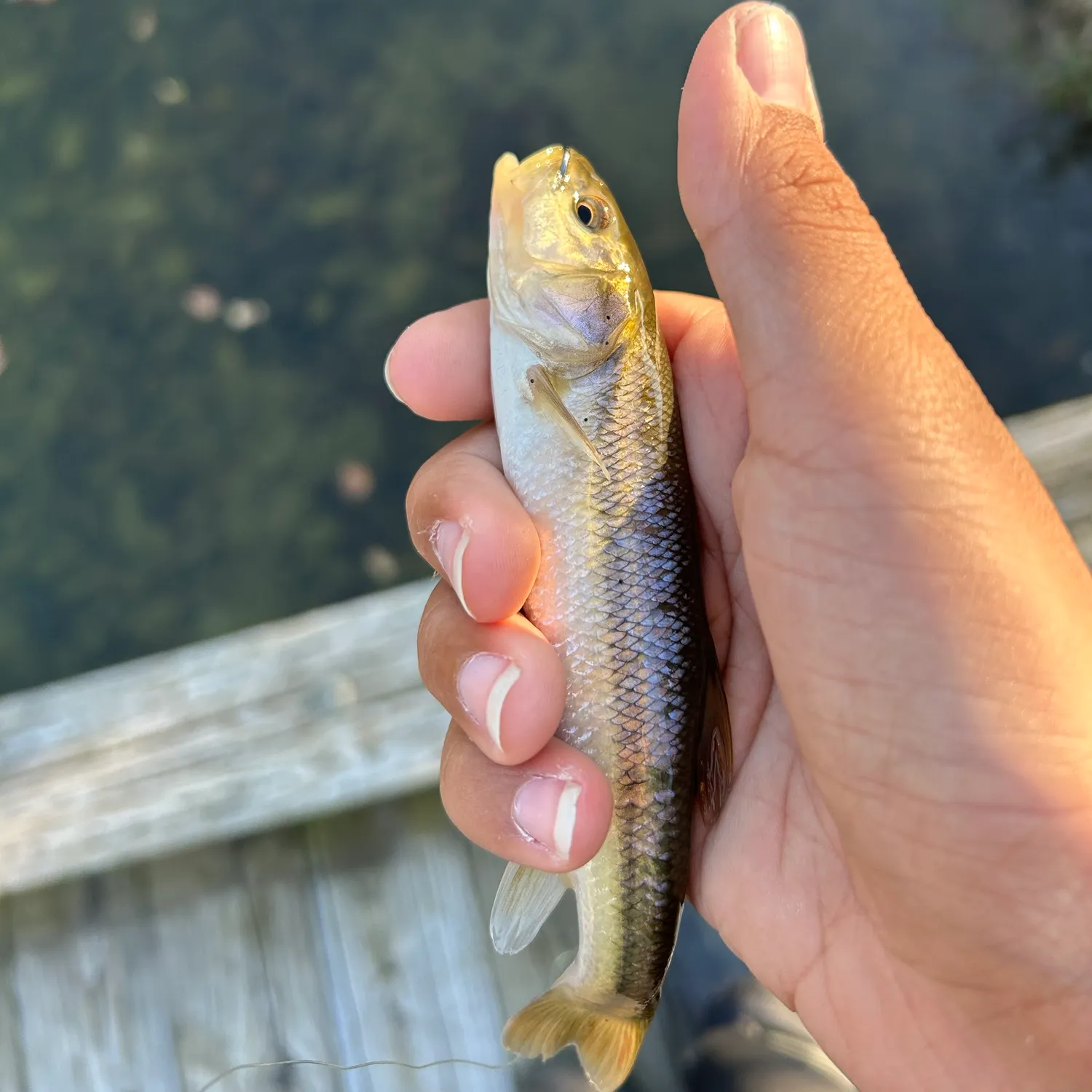 Creek chub caught on Fishbrain
