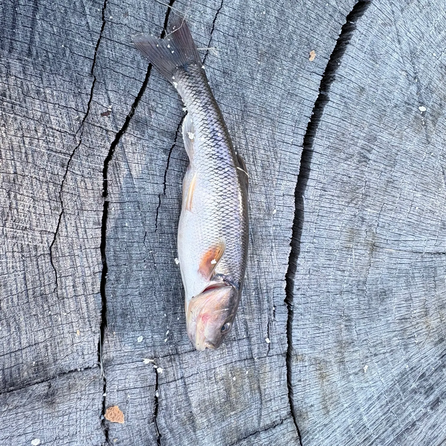 Creek chub caught on Fishbrain