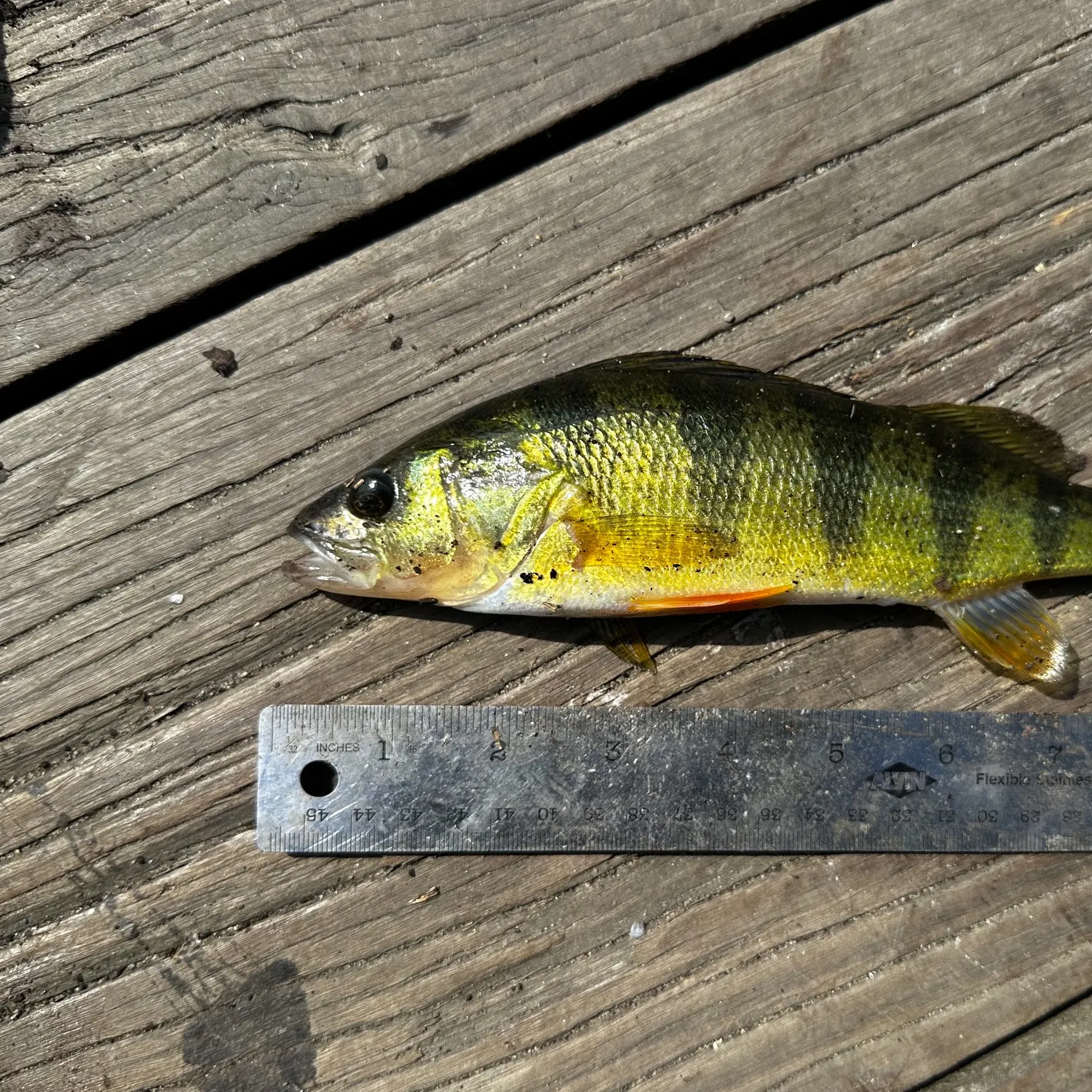 Yellow perch caught on Fishbrain