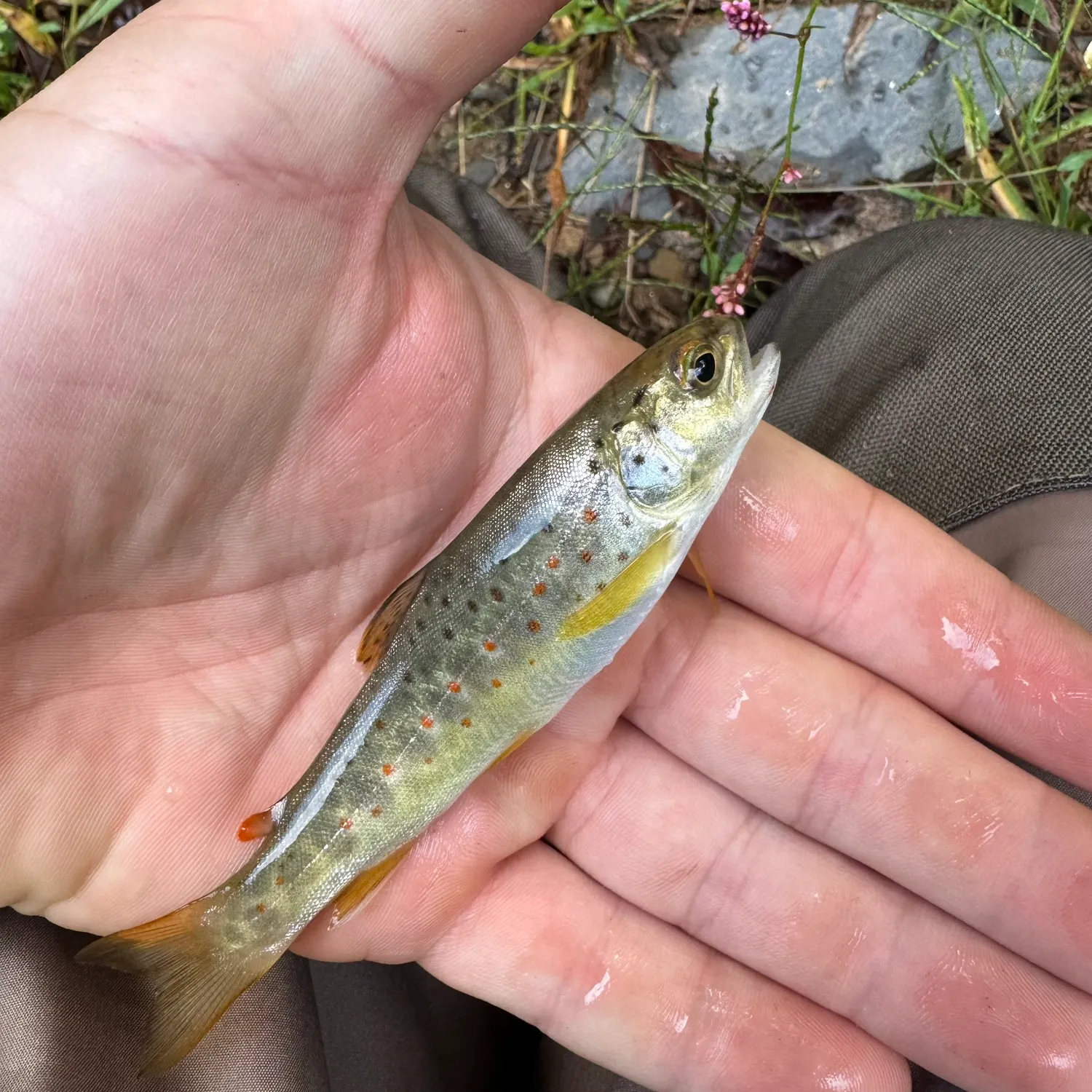 Brown trout caught on Fishbrain