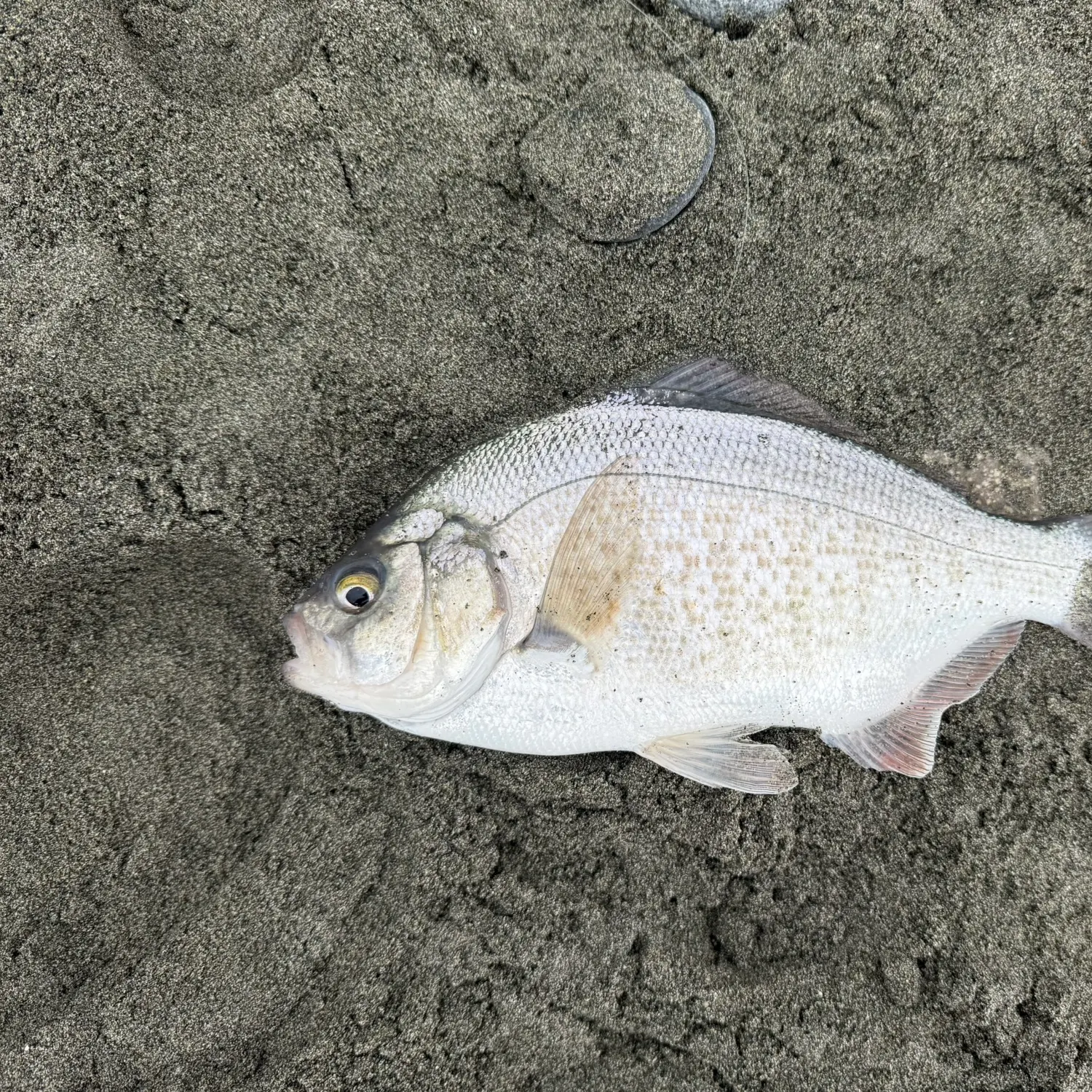 The most recent Calico surfperch catches on Fishbrain