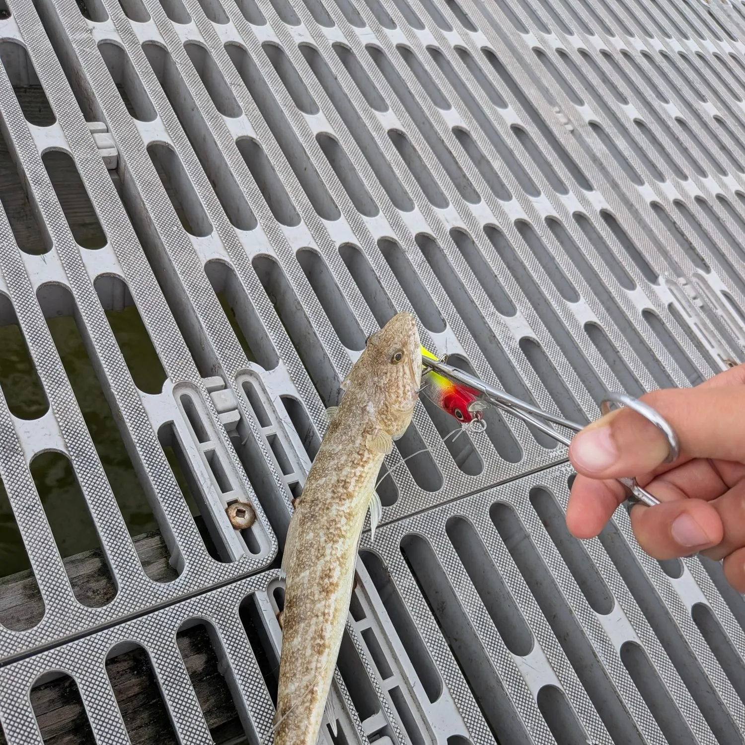 Inshore lizardfish caught on Fishbrain