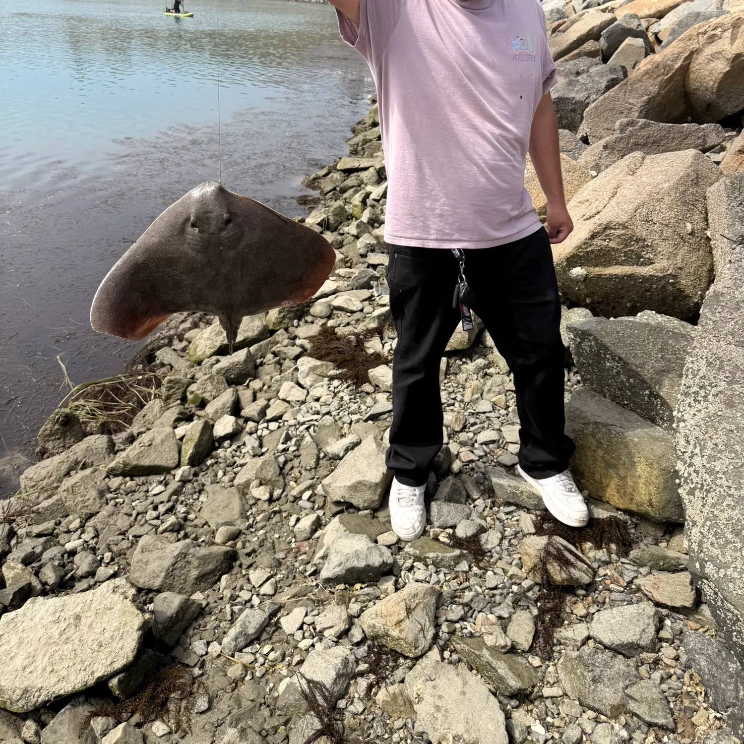 The most recent Sepia stingray catches on Fishbrain