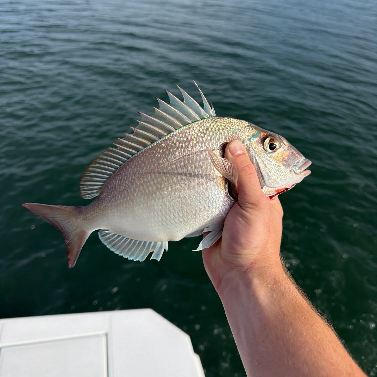 The most recent Scup catches on Fishbrain
