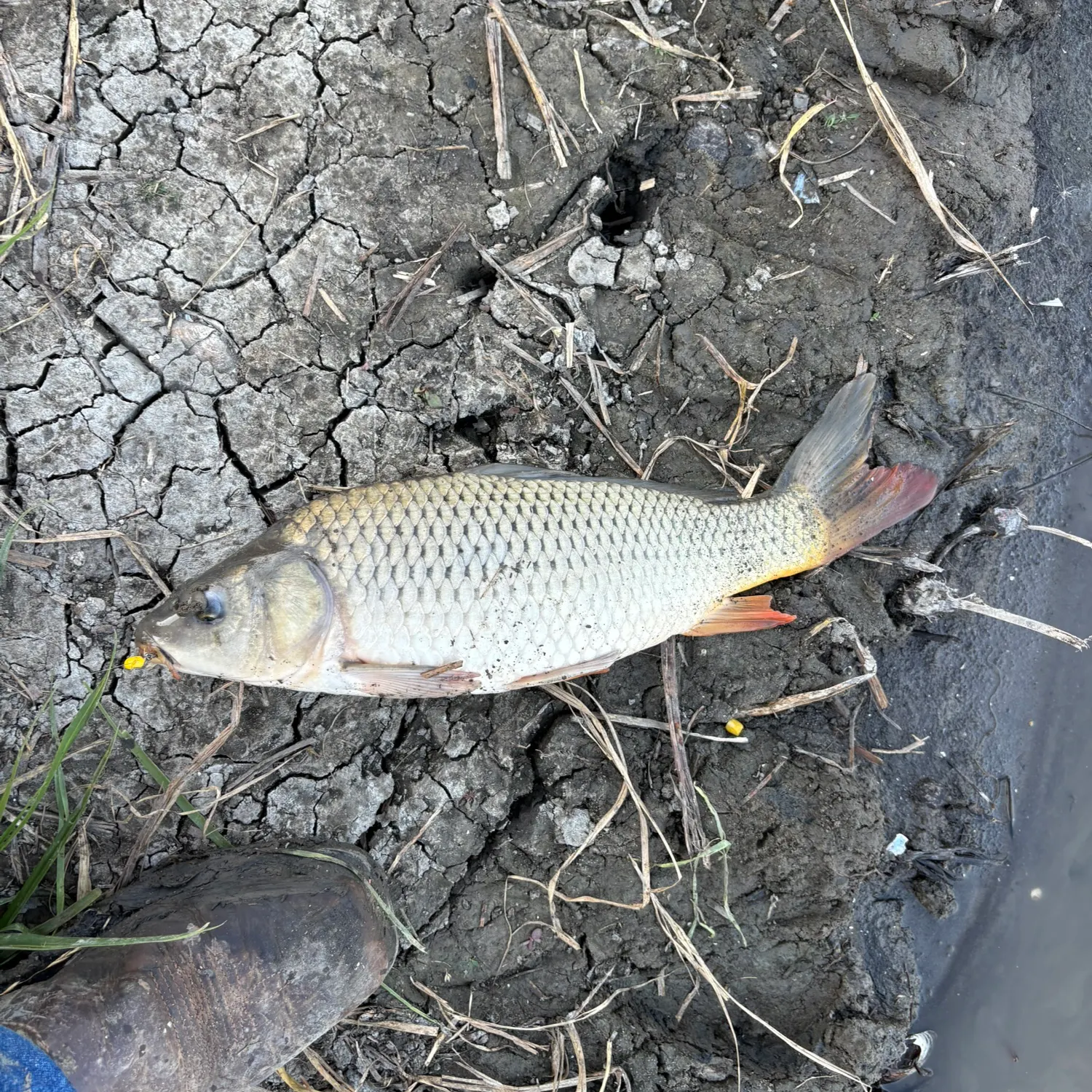 Common carp caught on Fishbrain