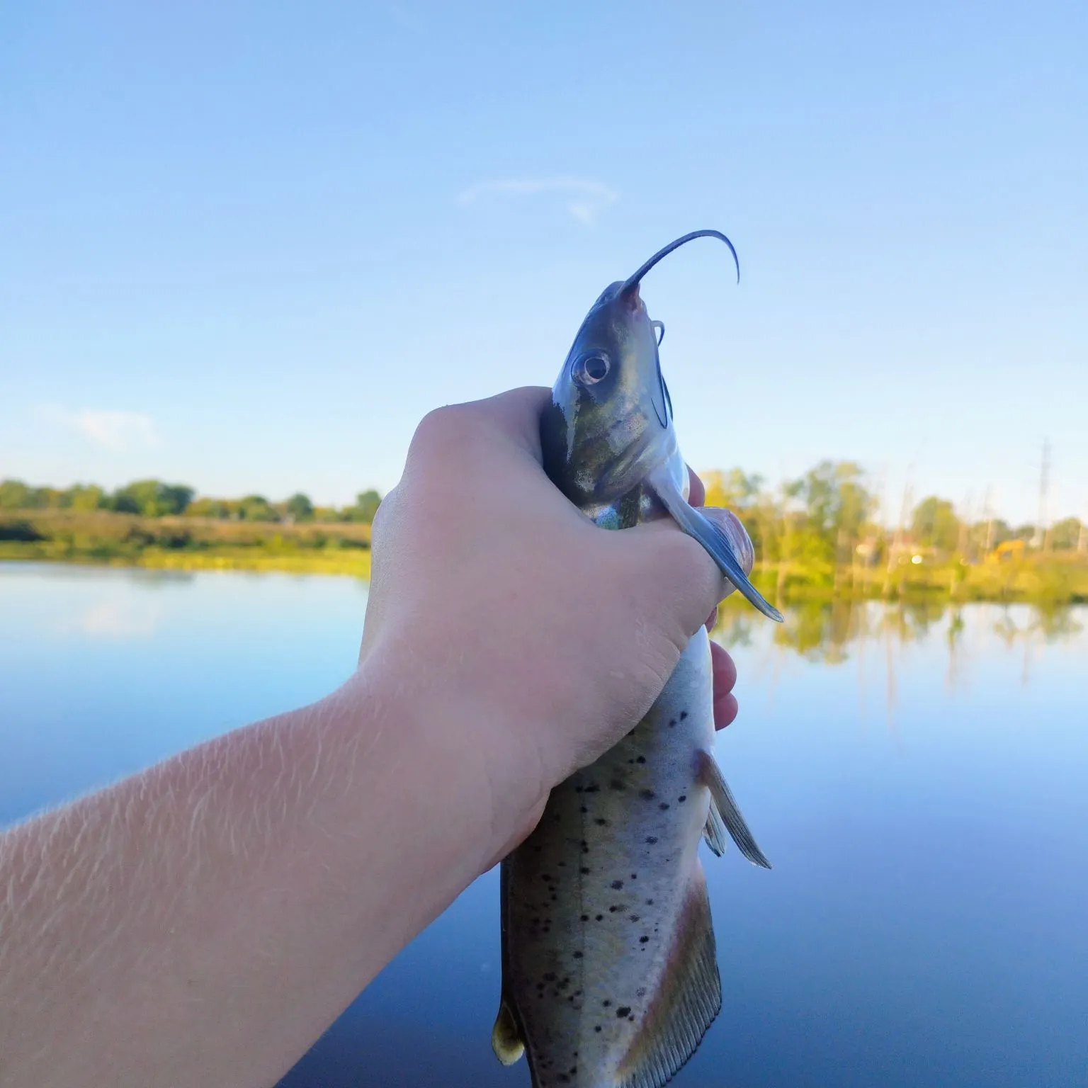 Channel catfish caught on Fishbrain