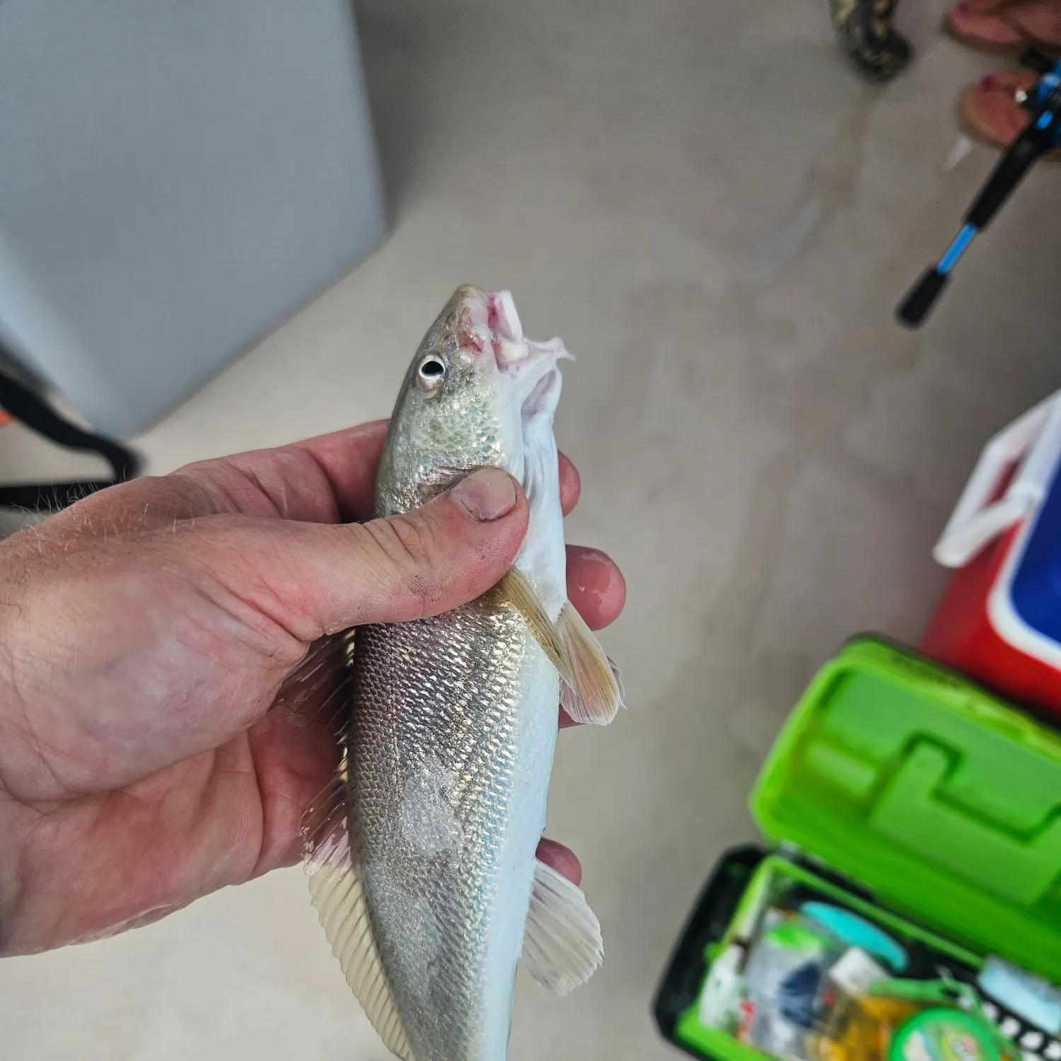 The most recent Northern kingcroaker catches on Fishbrain