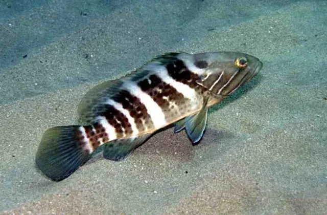 White grouper